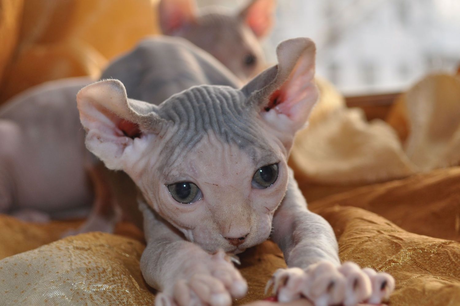 hairless elf cat on a blanket