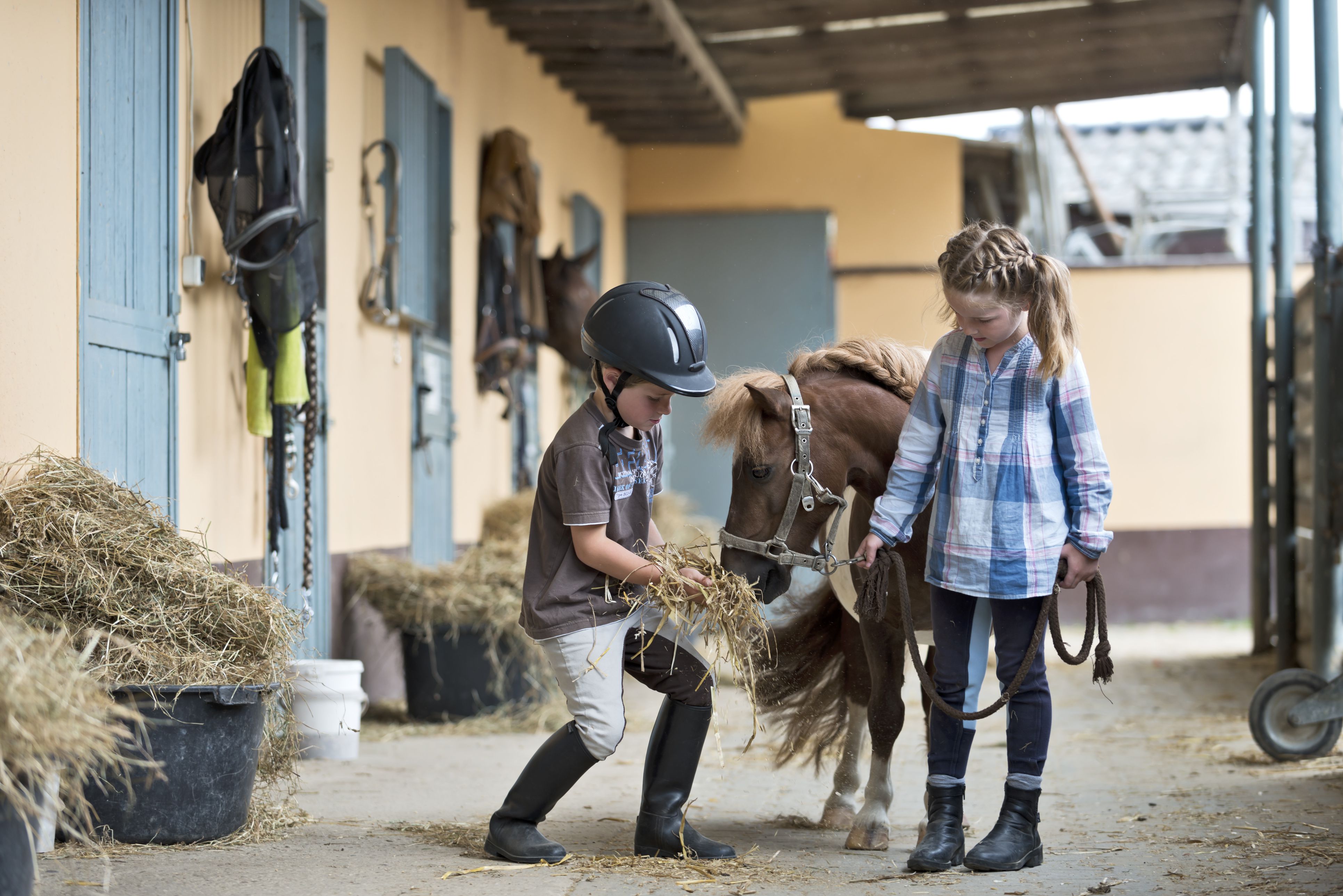 Children feeding a Shetland pony