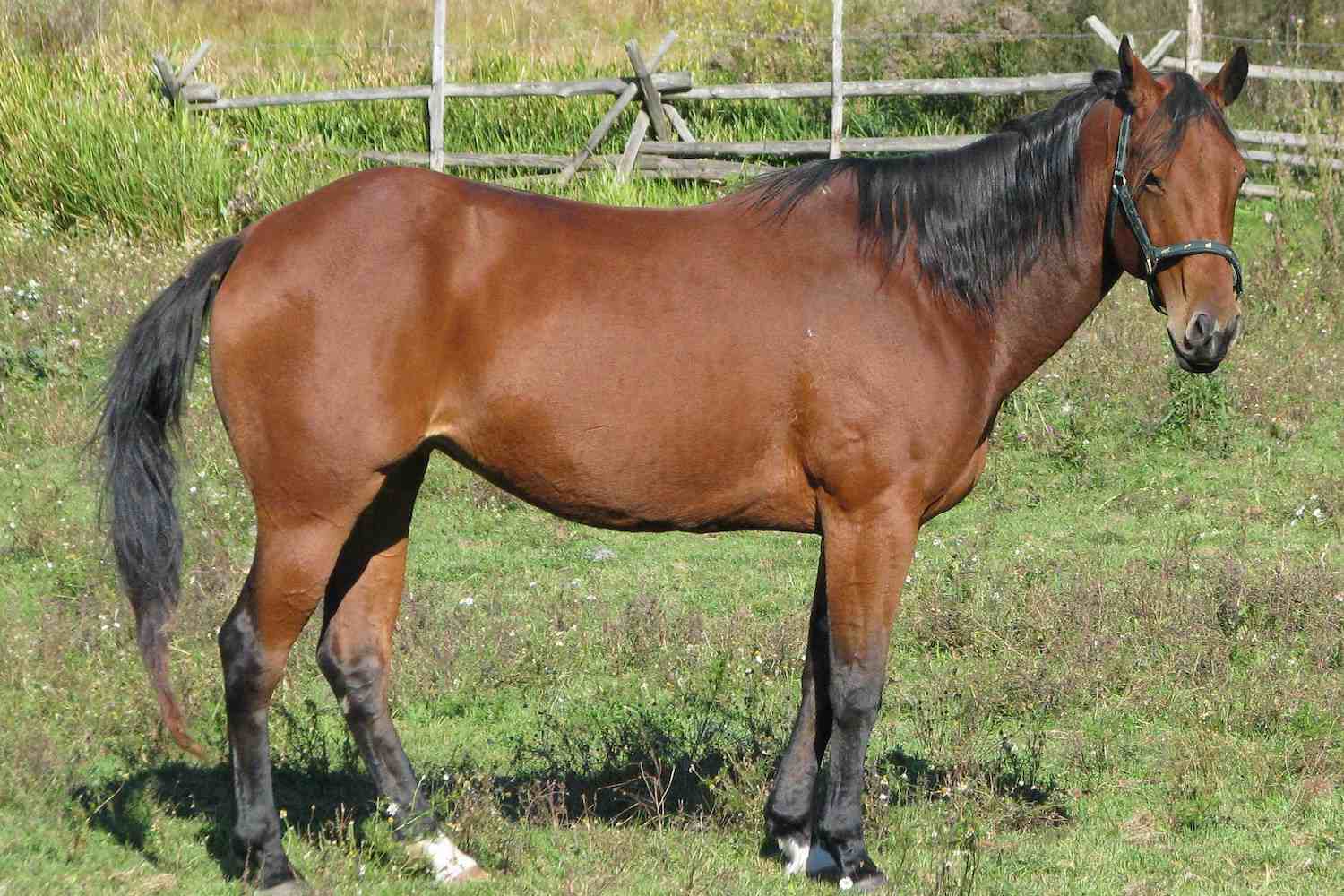 American quarter horse in a field