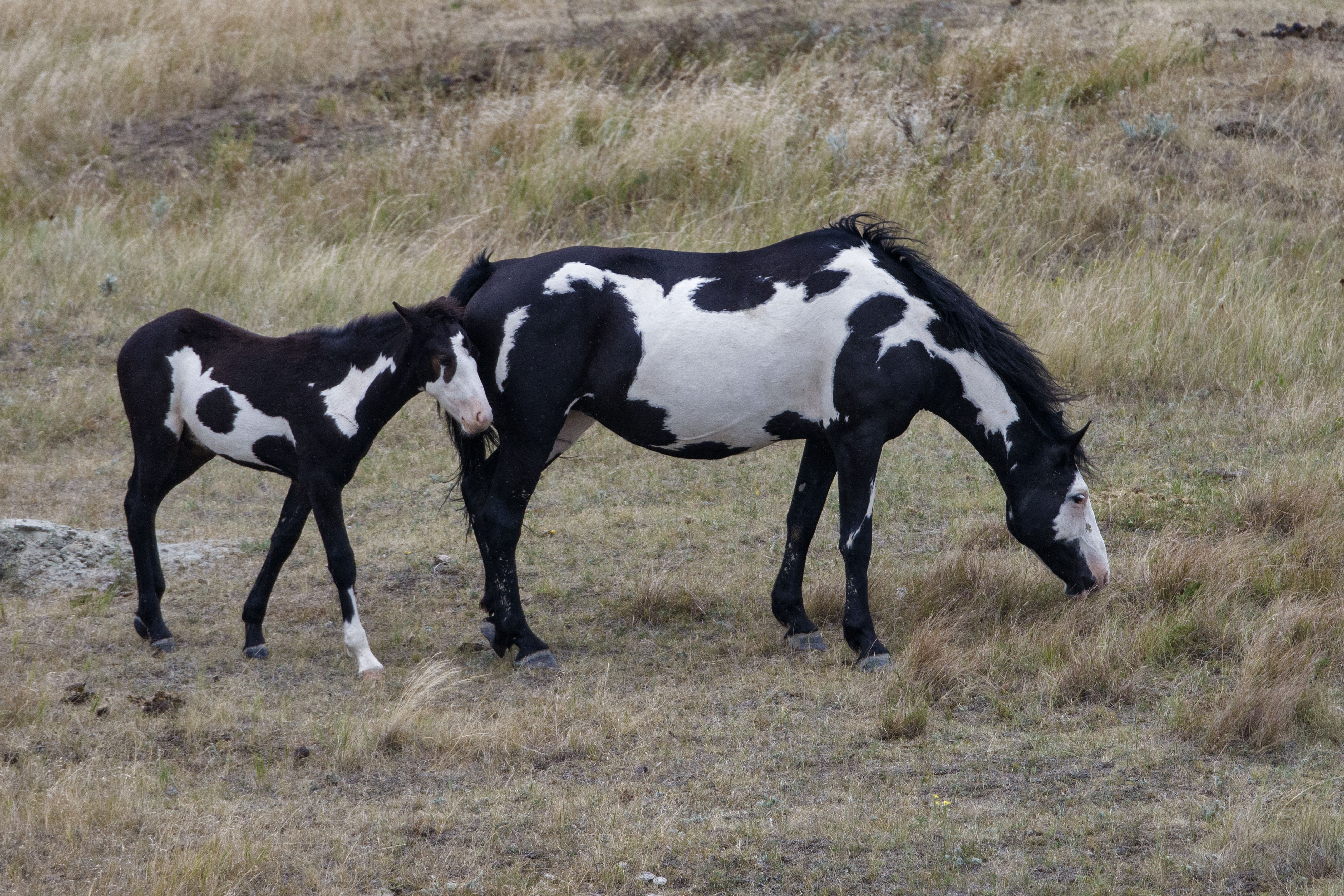 Paint horse and foal grazing