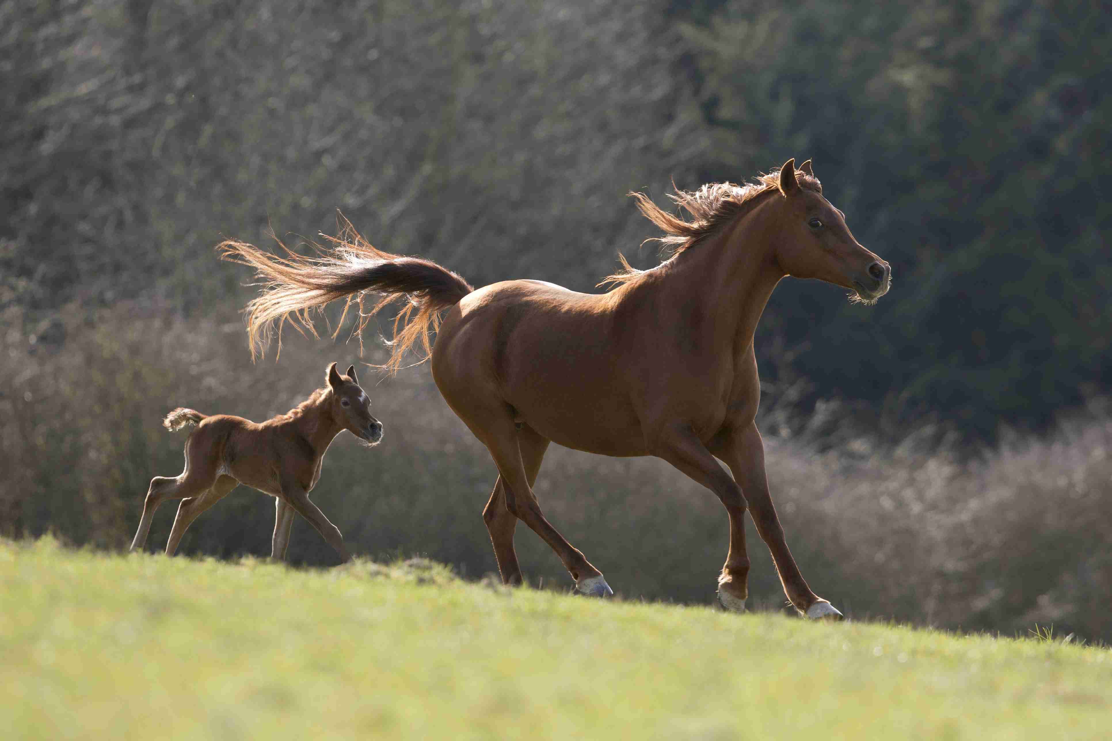 Brown Arabian mare with colt galloping