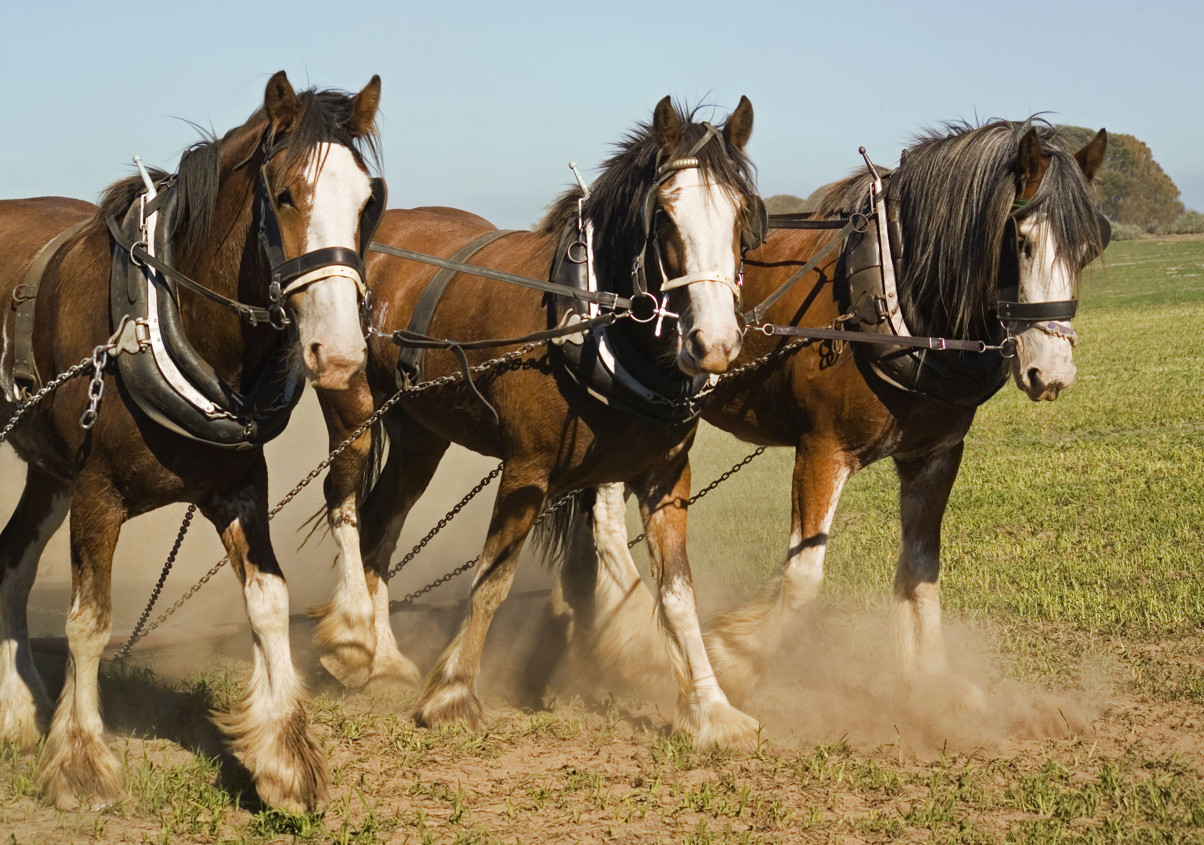 Clydesdale horse team walking in a field