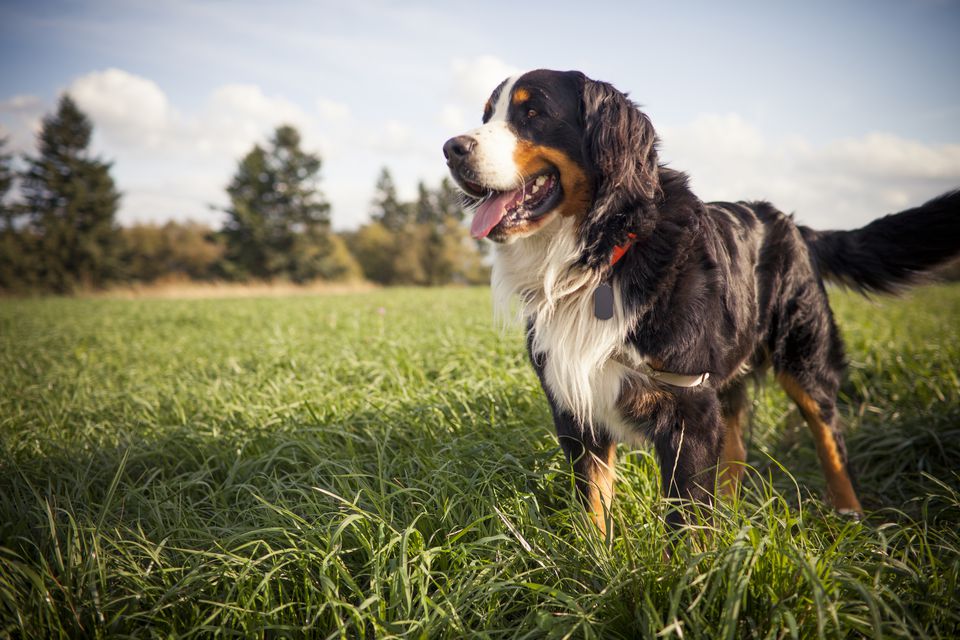 A picture of a Bernese Mountain dog standing in grassy on a sunny day