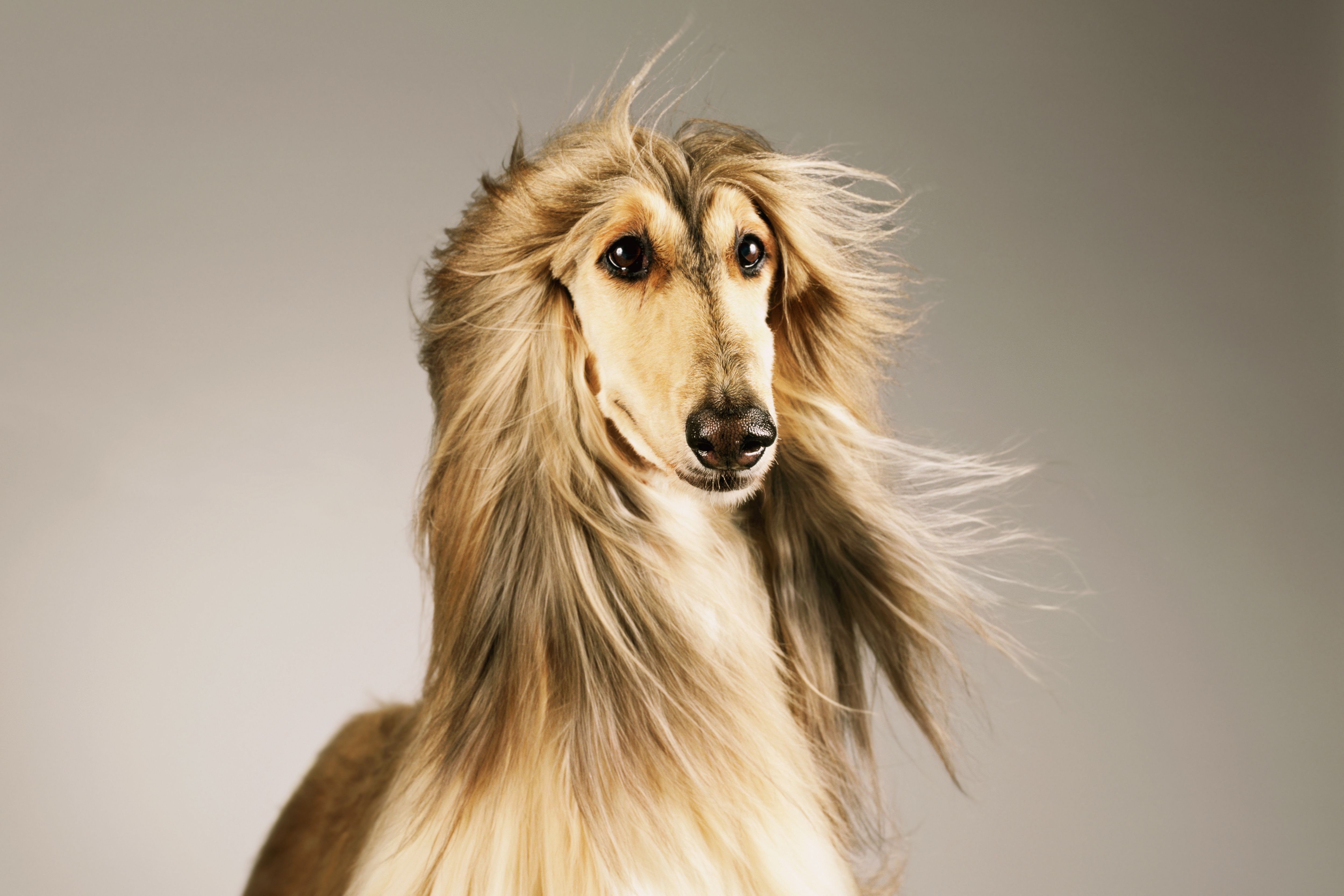 portrait of an Afghan hound