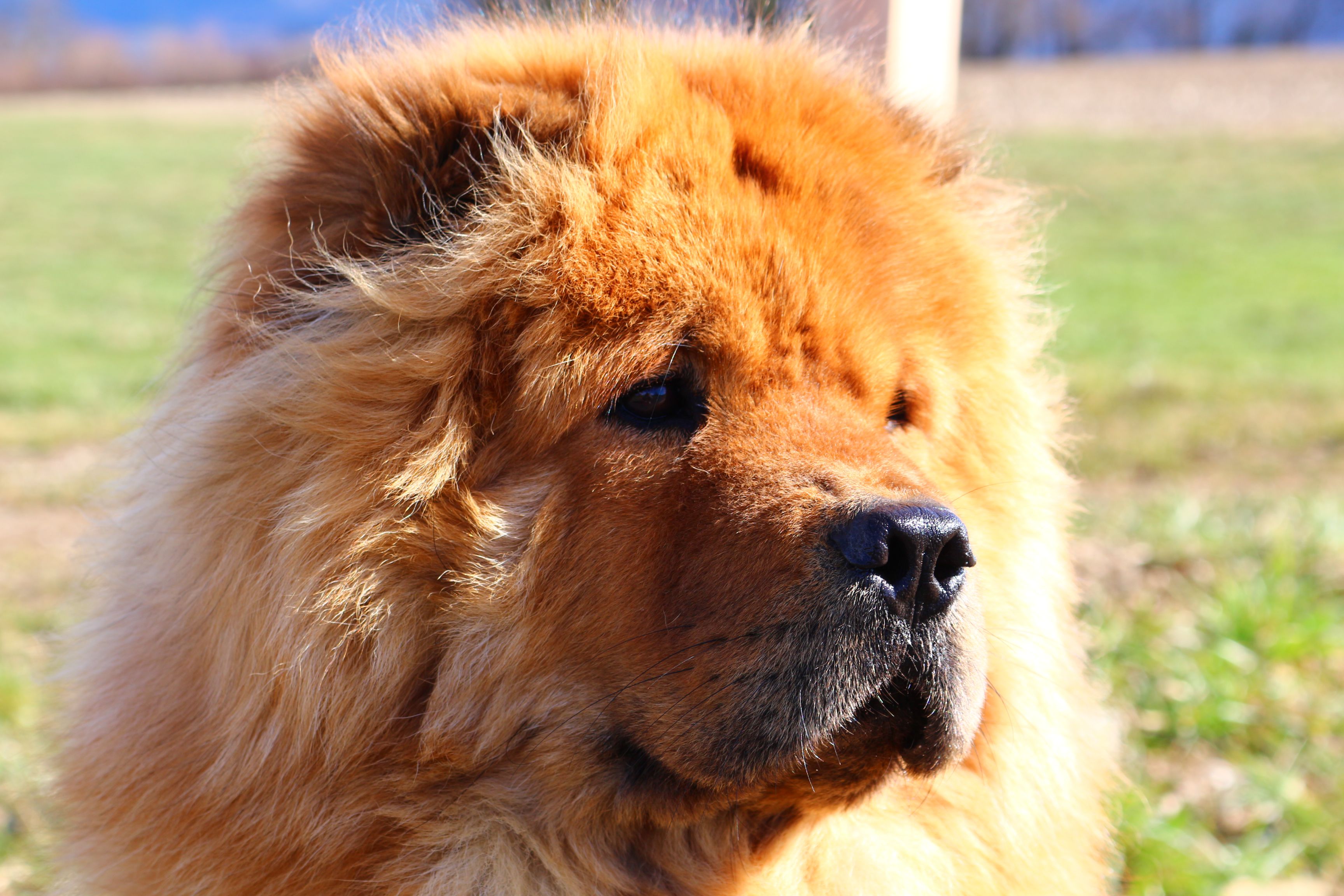 chow chow on grass