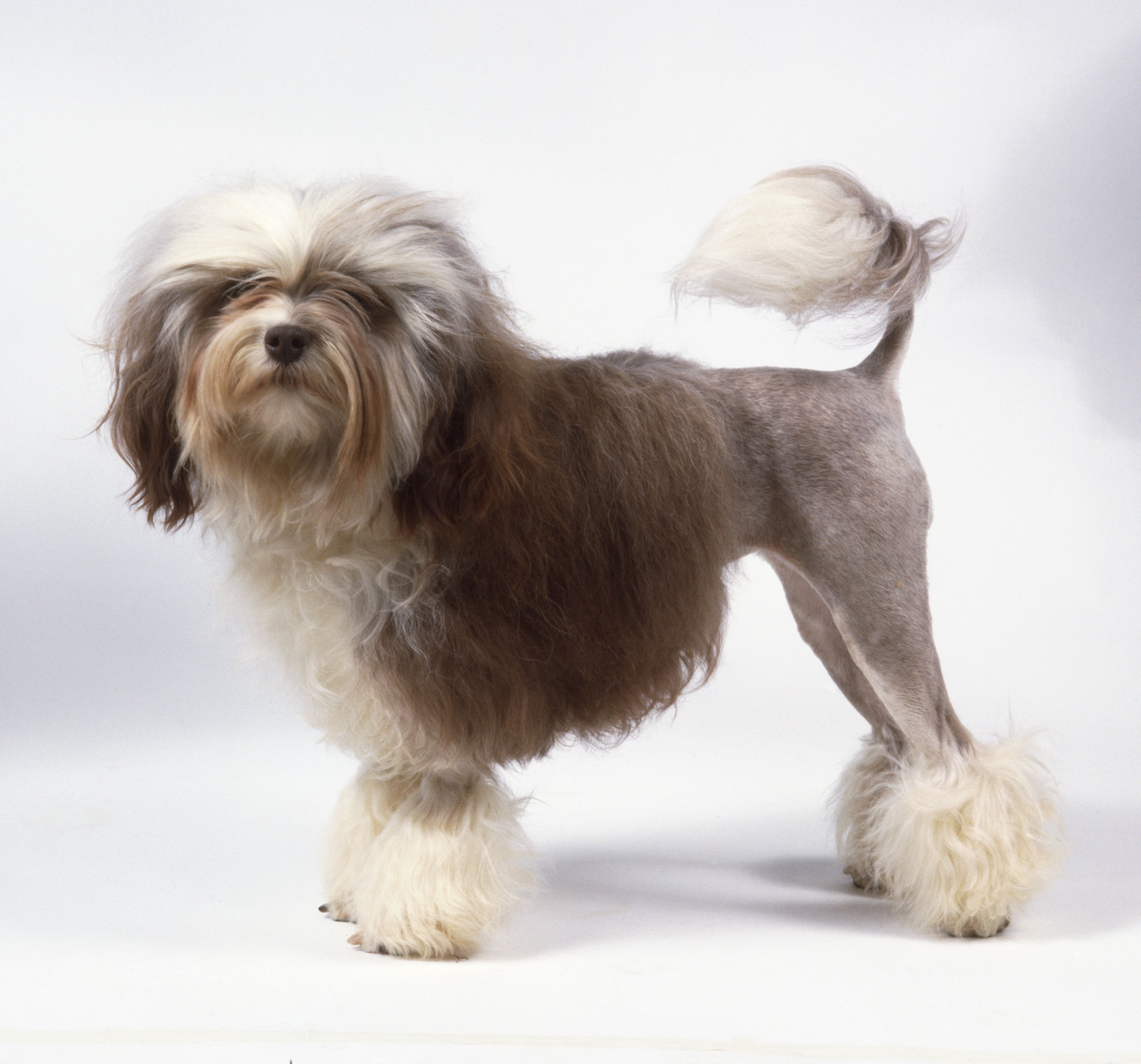 A lowchen dog with grayish-brown hair on the front of its body, shaved hind quarters, and decorative tufts on its legs and tail