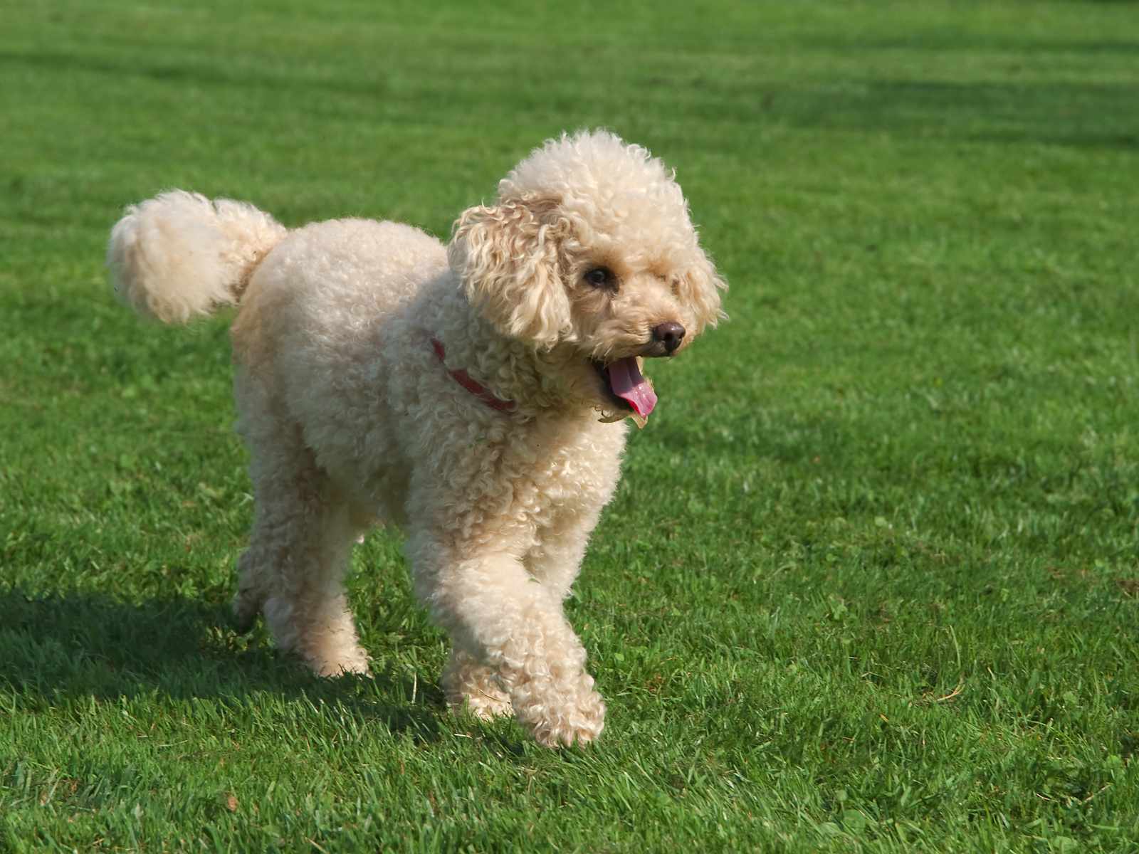 Poodle walking on grass