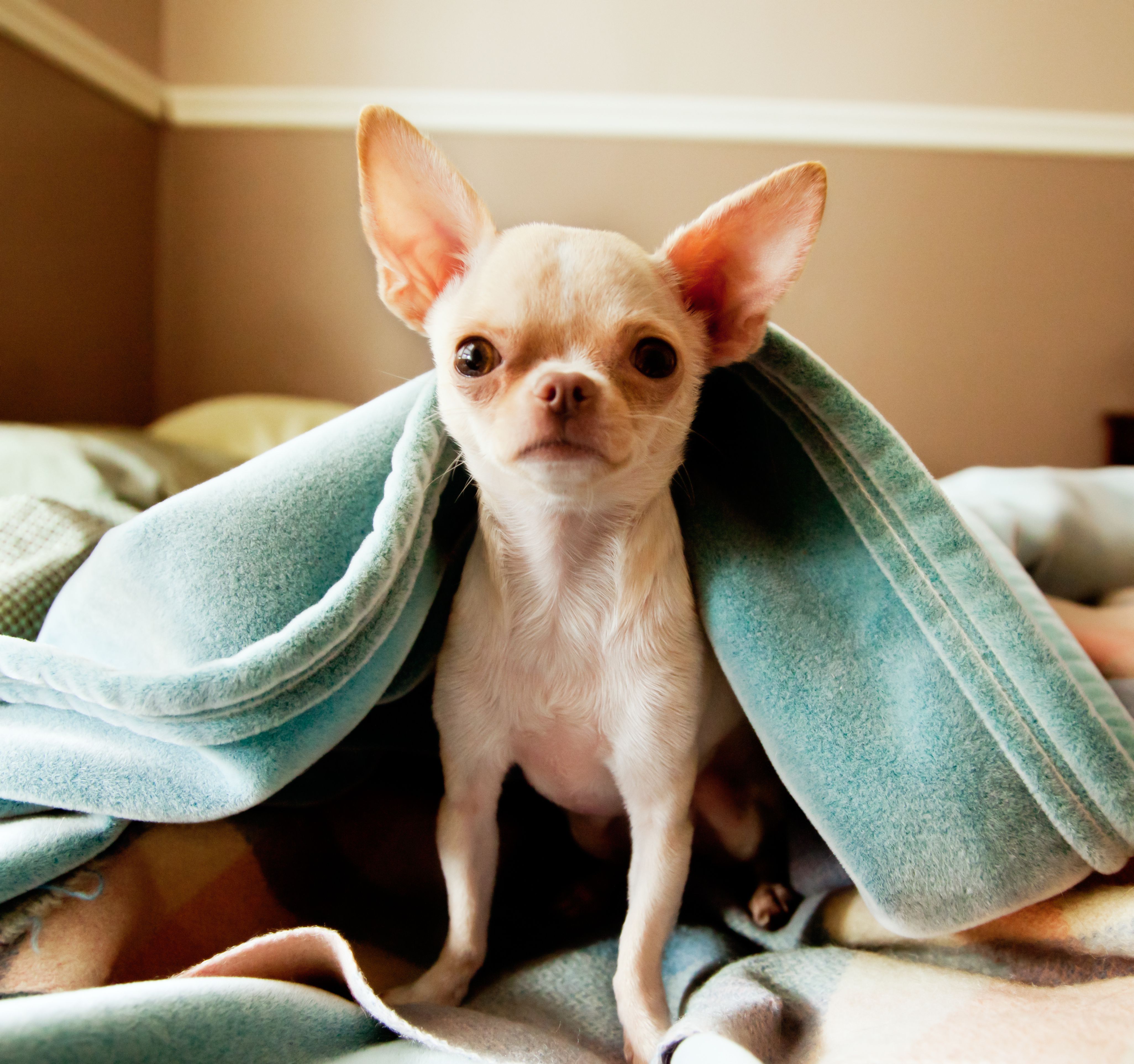 Chihuahua under blankets