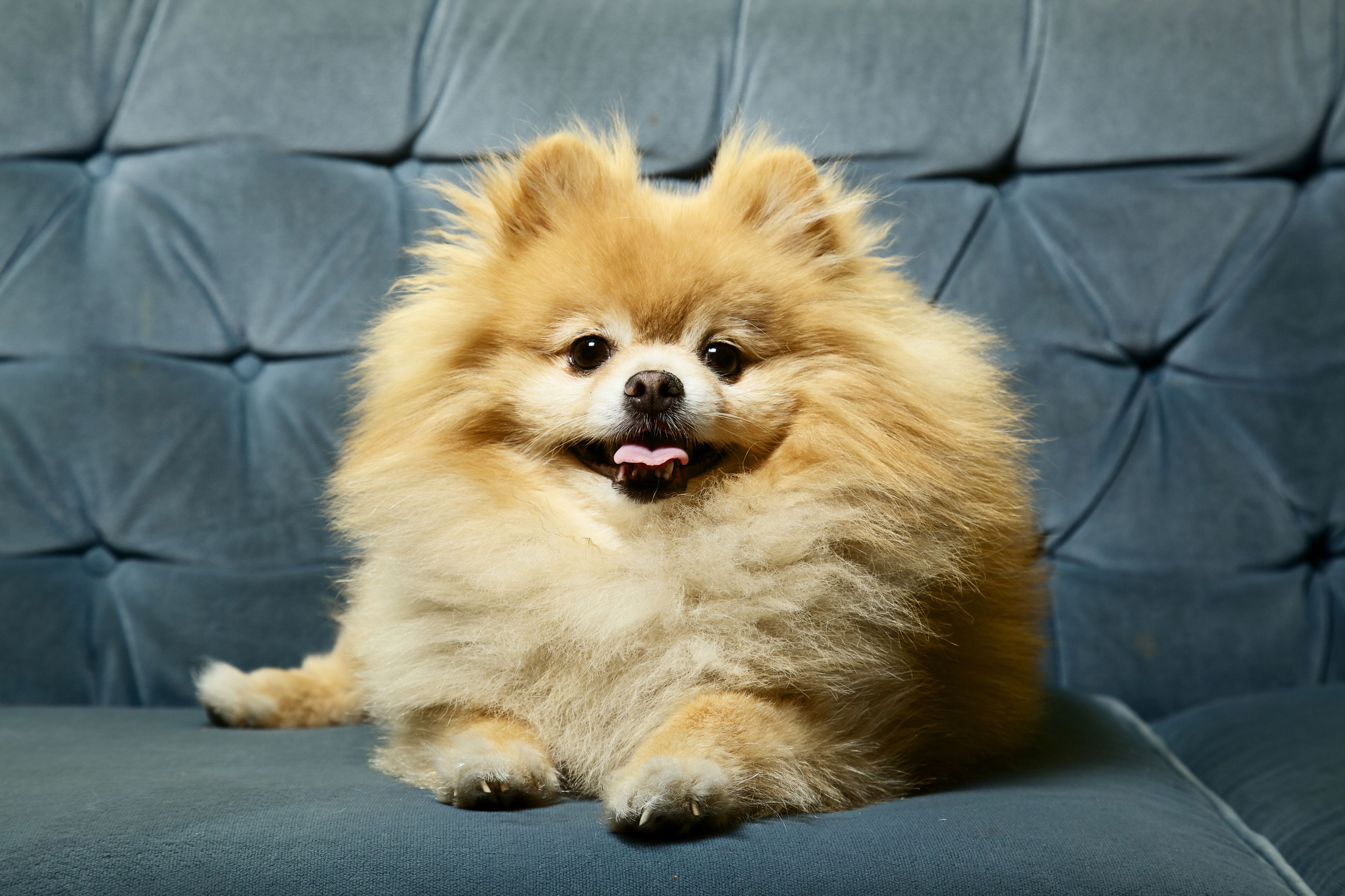 Pomeranian sitting on a couch smiling