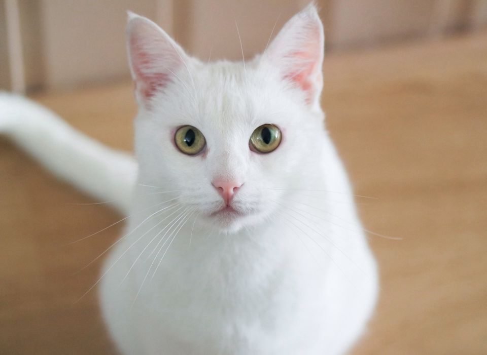 white cat with yellow-green eyes