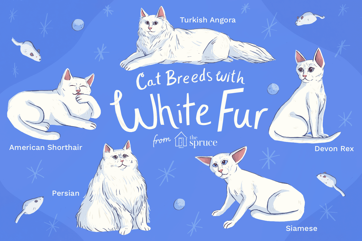 cat breeds with white fur illustration