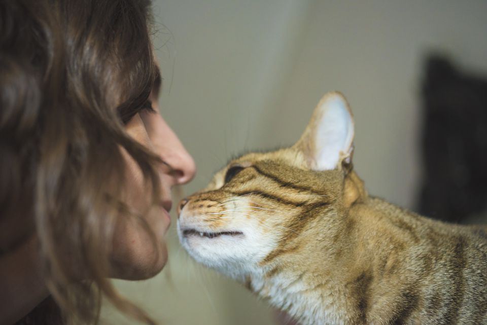 Cat sniffing woman