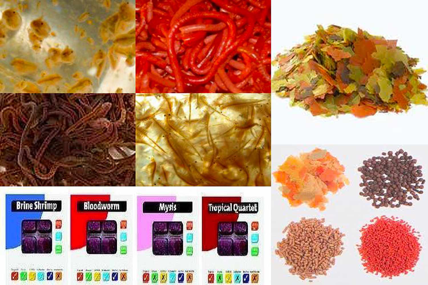Food that makes Tetras colorful