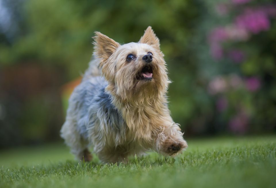 Yorkshire terrier running on lawn