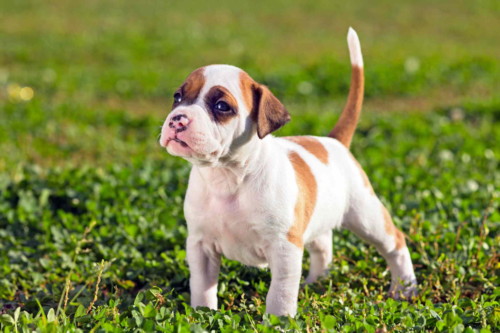 American Staffordshire terrier puppy standing on grass