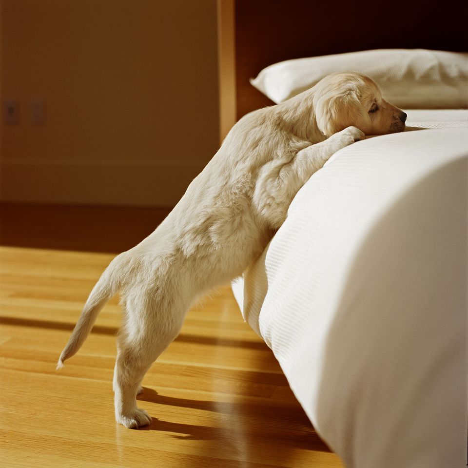 golden retriever puppy standing on hind legs with front paws on a bed