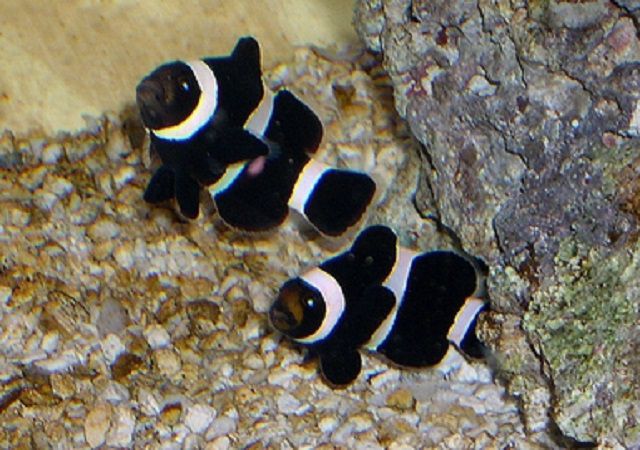 Black and White Percula Clownfish (Amphiprion ocellaris V.)