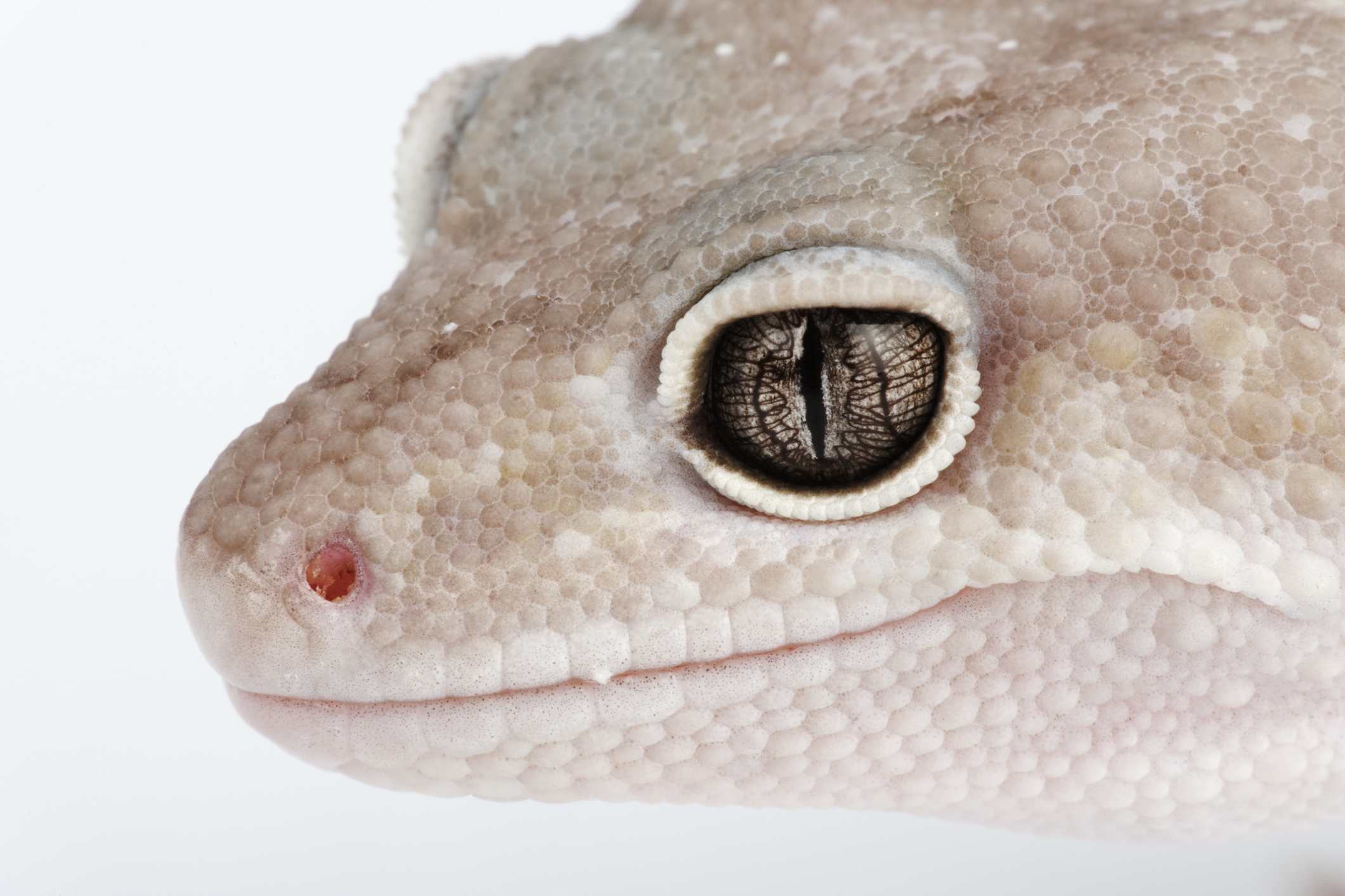 Close up of a blizzard leopard gecko