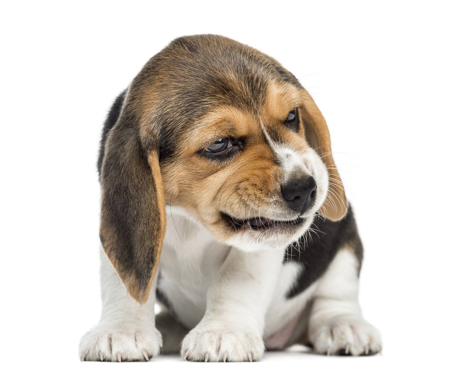 Beagle Puppy Snarling