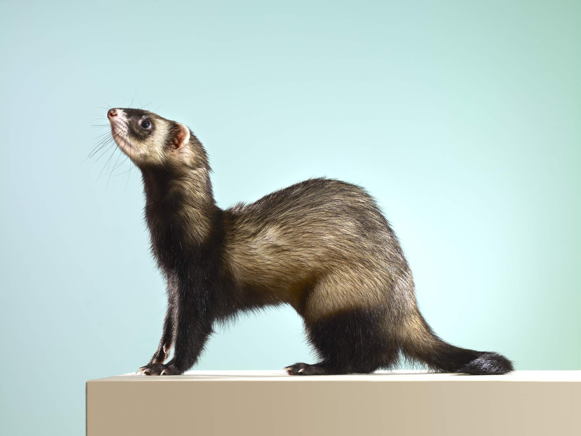 Side view of a sable ferret looking up