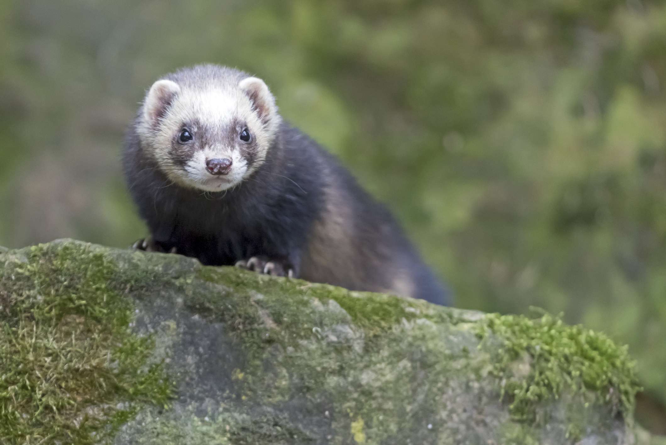 Black sable ferret on a mossy rock