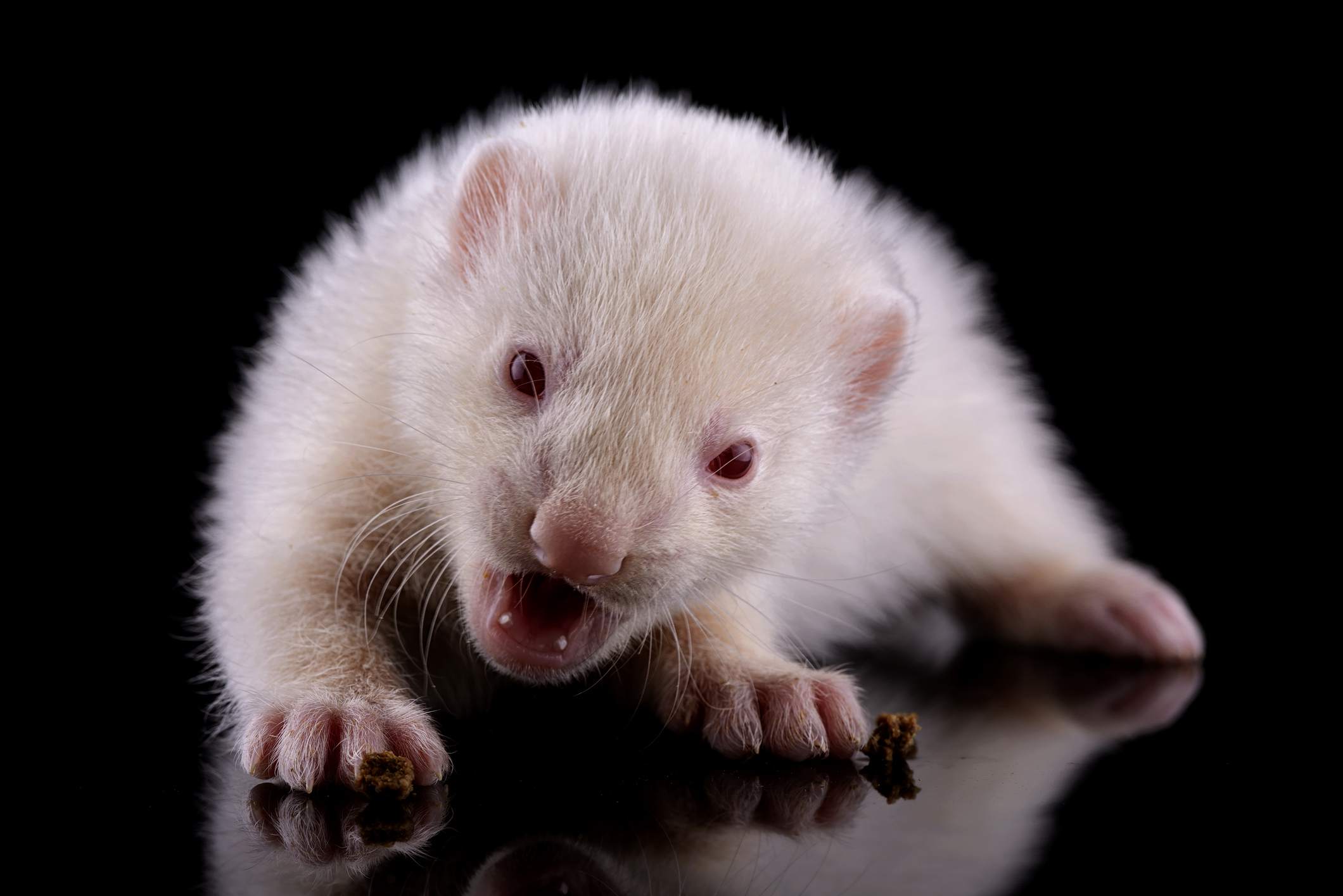 Baby albino ferret eating kibble