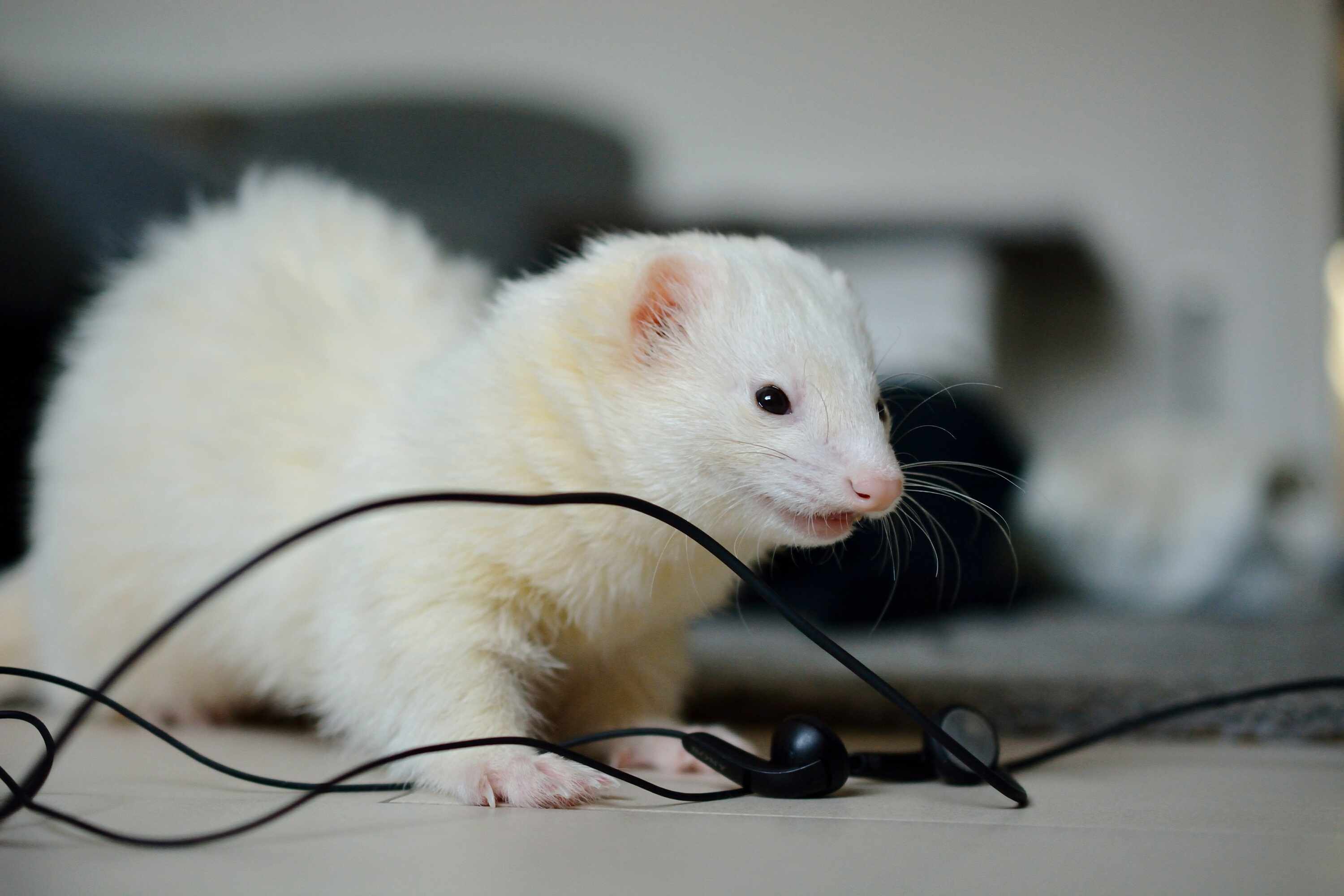 Dark-eyed white ferret with headphones