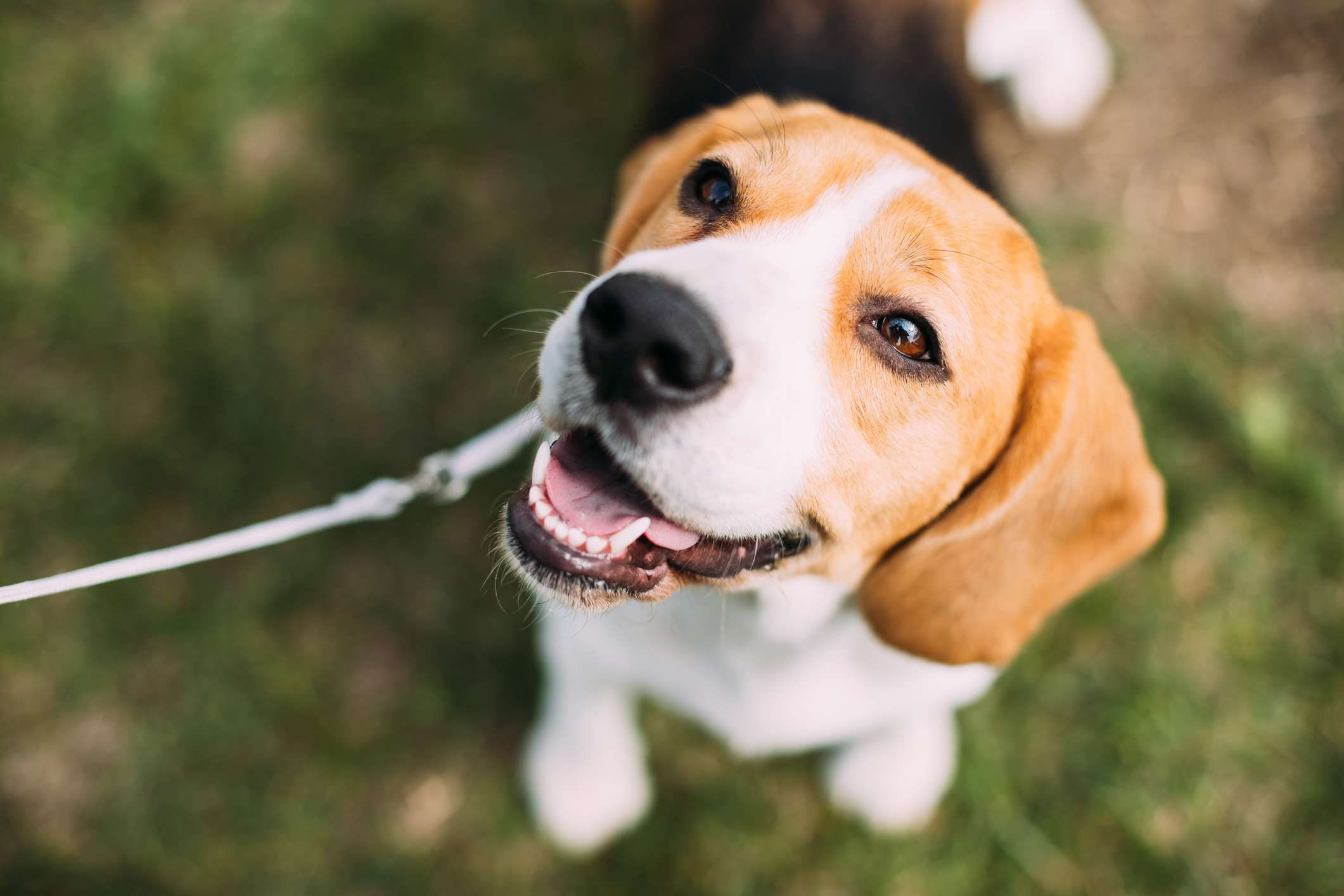 Beagle on a leash outside smiling