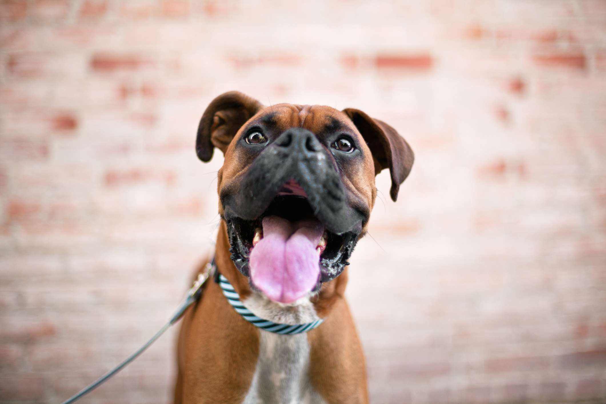 Boxer smiling in front of brick wall