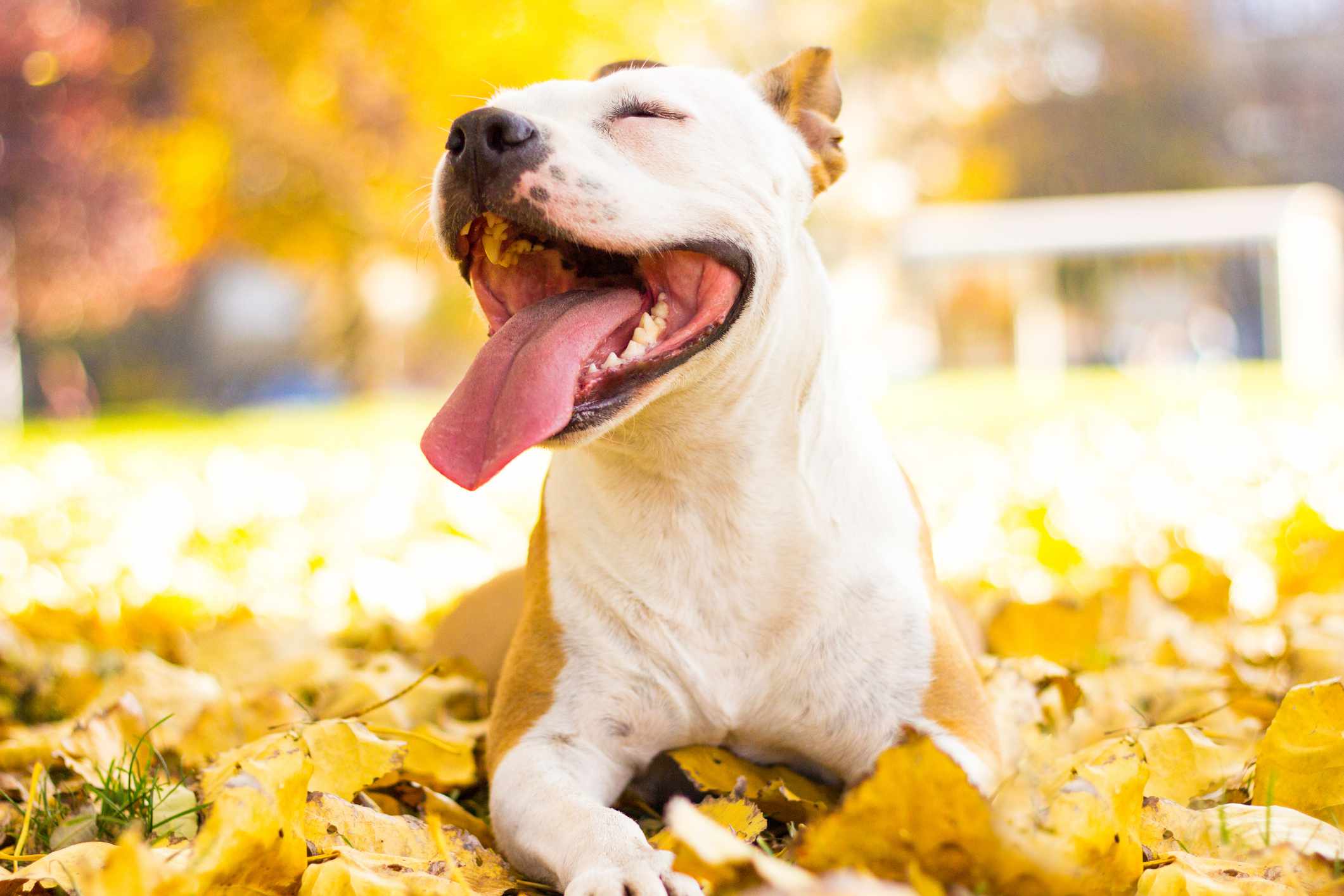 White and brown Staffordshire bull terrier surrounded by fall leaves with big smile