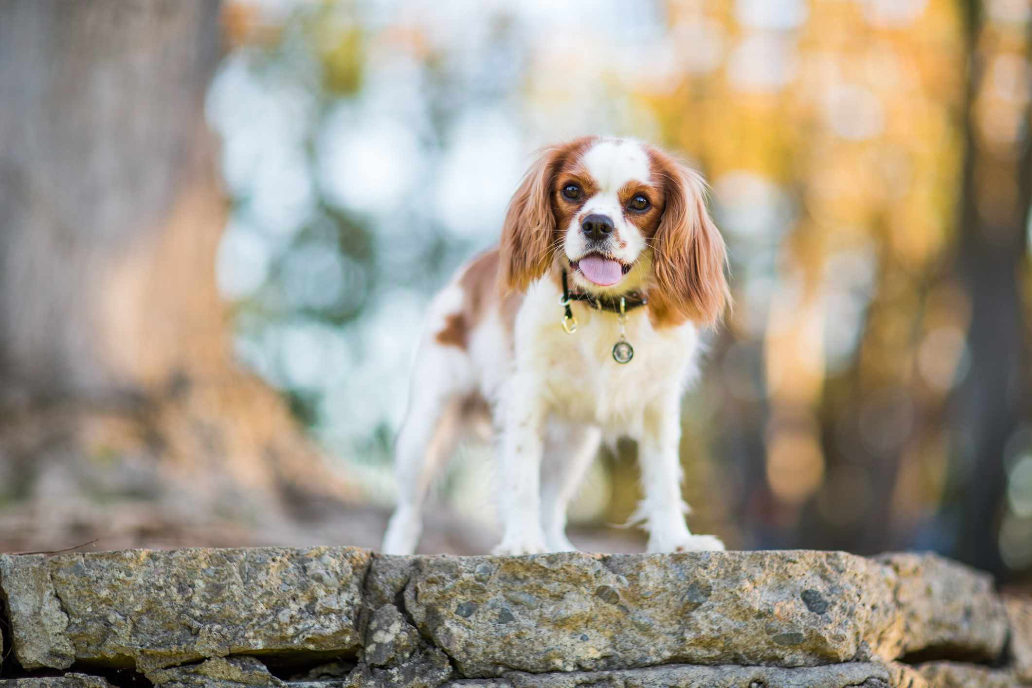 Cavalier King Charles spaniel standing on top of rock smiling