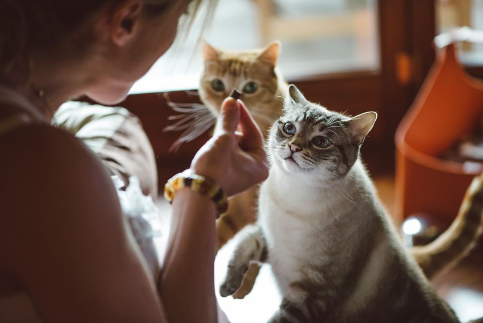 Woman giving two cats a treat
