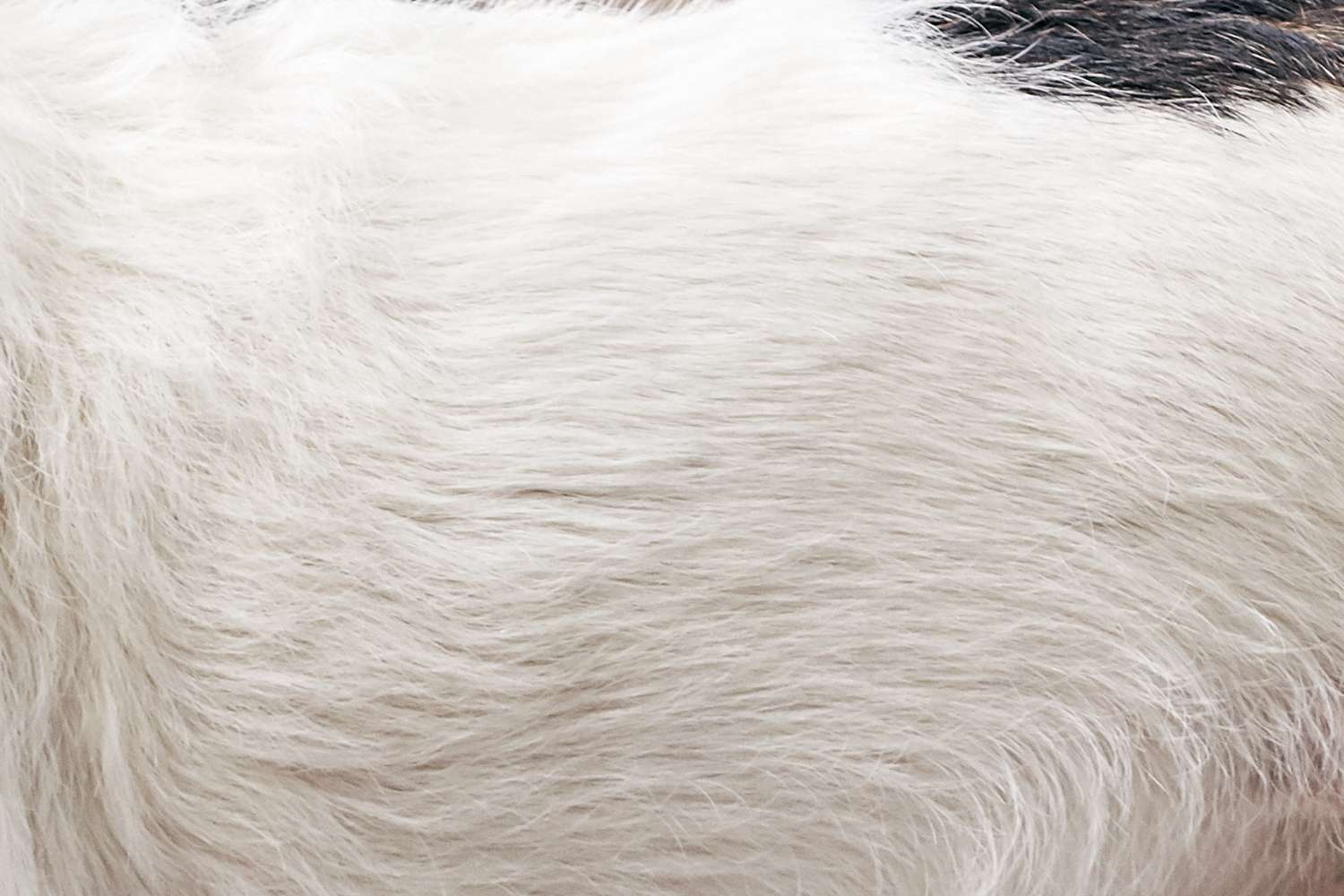Closeup of a mixed breed dog's fur