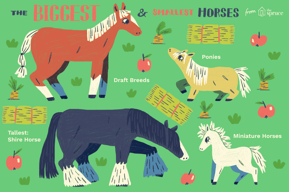 An illustration of the biggest and smallest horses