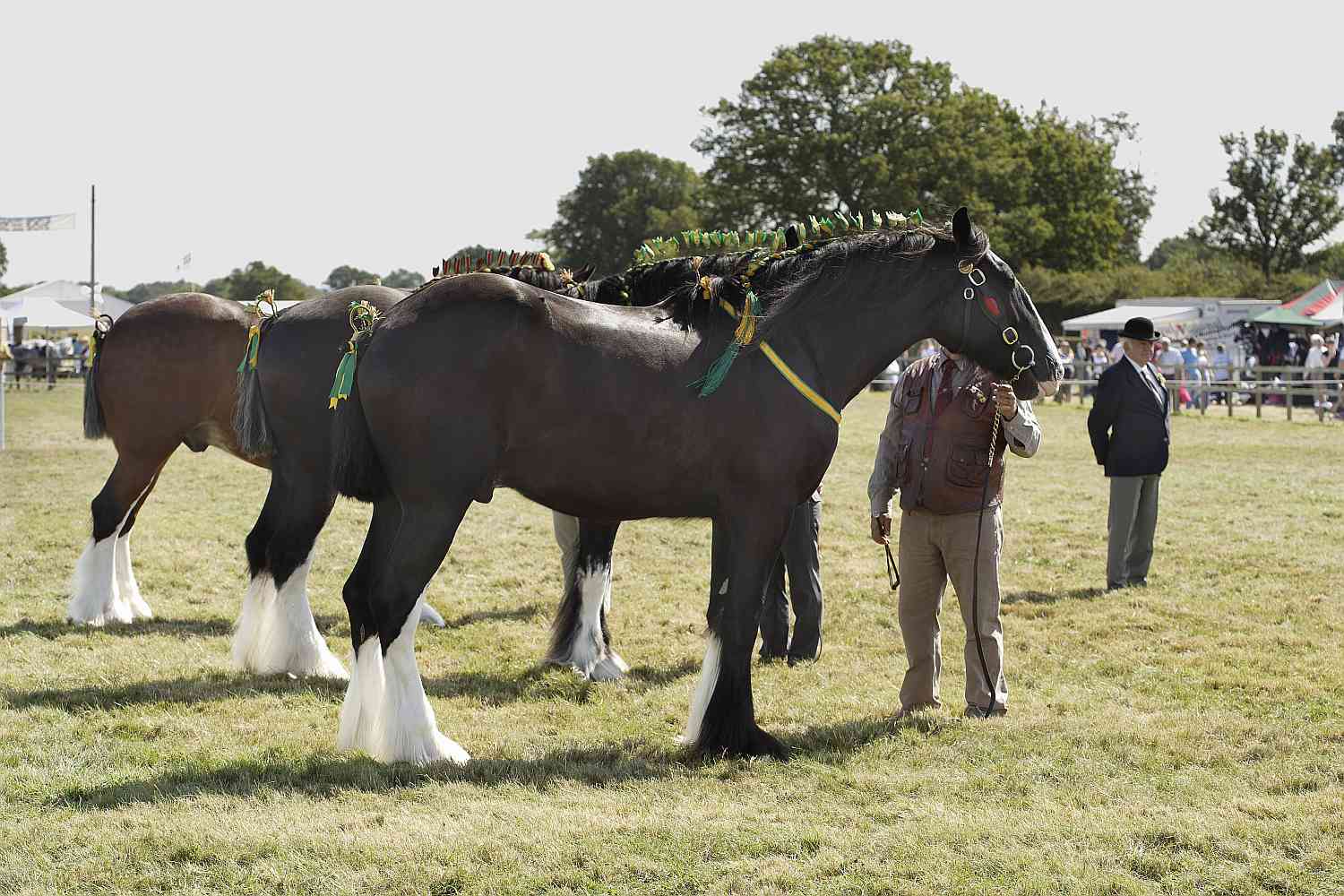 Shire horses outside with handlers