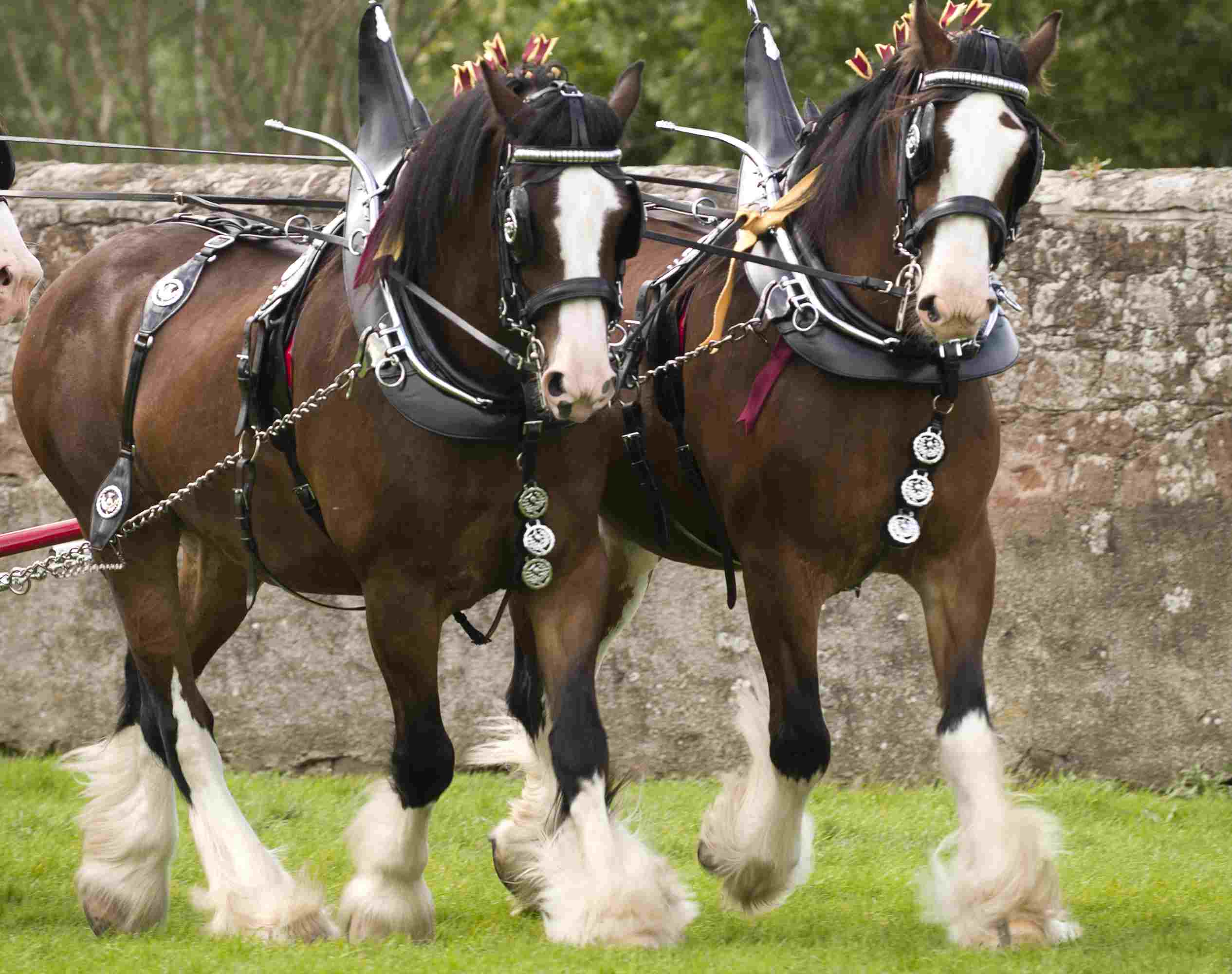 Clydesdale horses in full tack