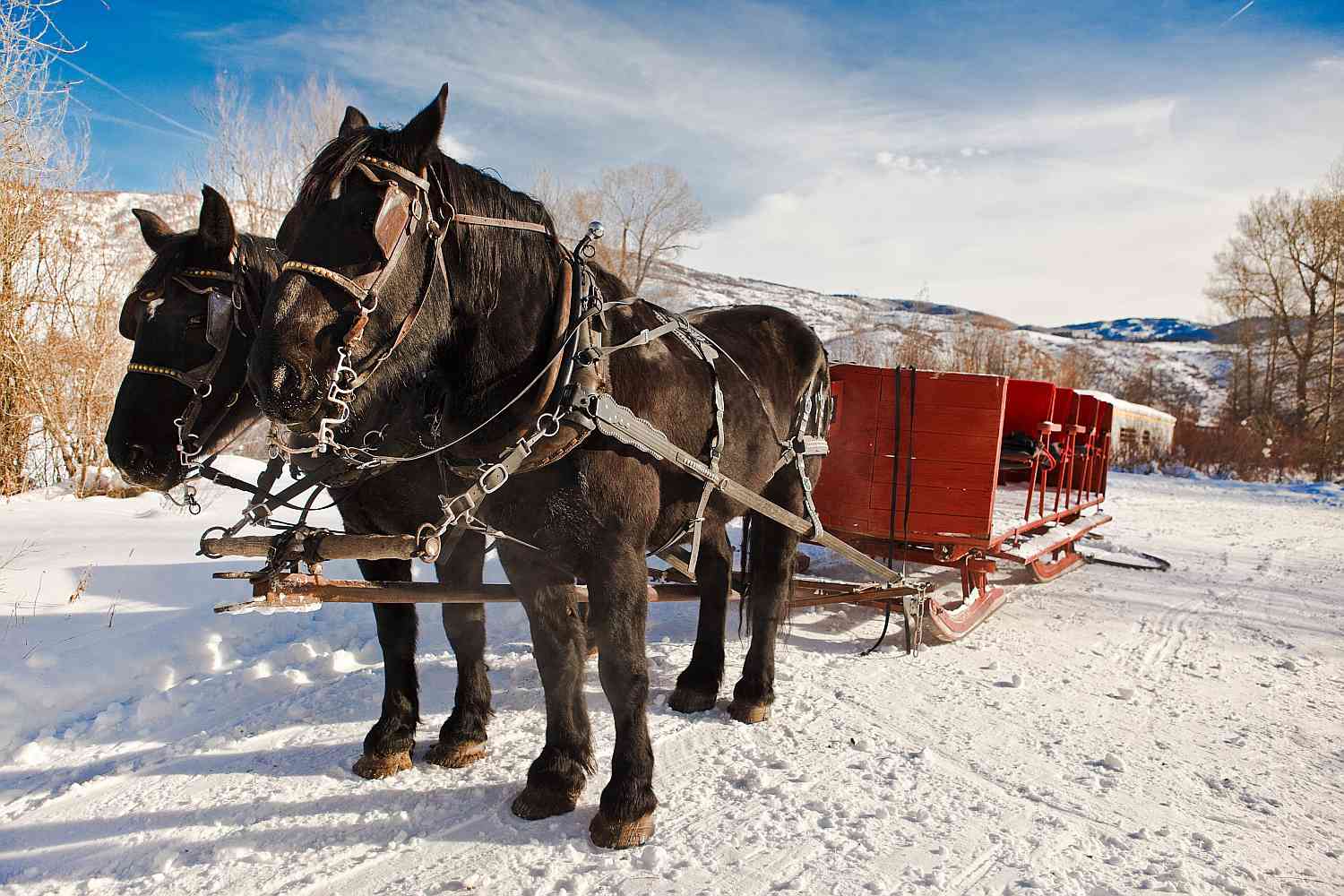 harnessed percheron sleigh horses