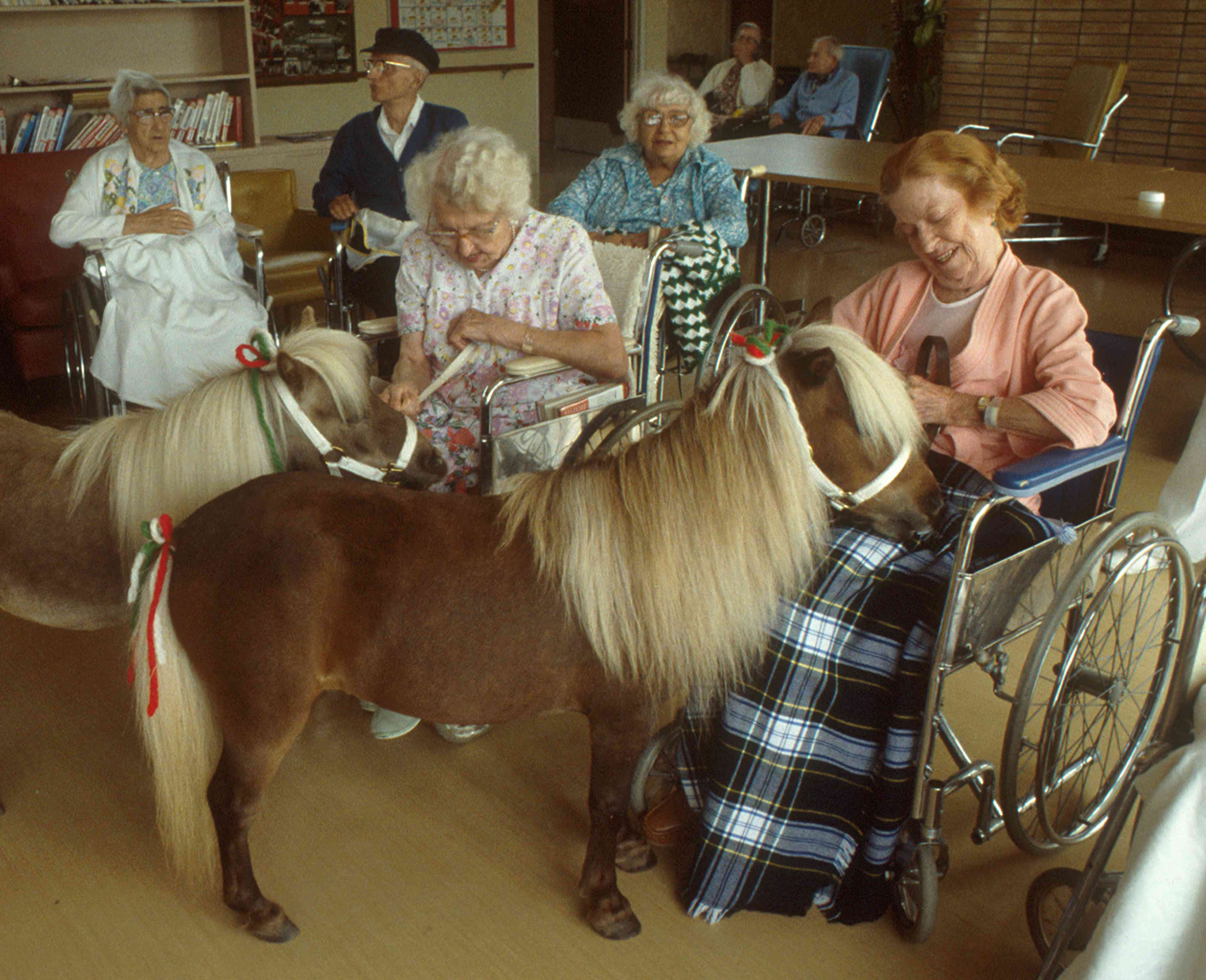 Miniature horses in a nursing home with senior citizens in wheelchairs