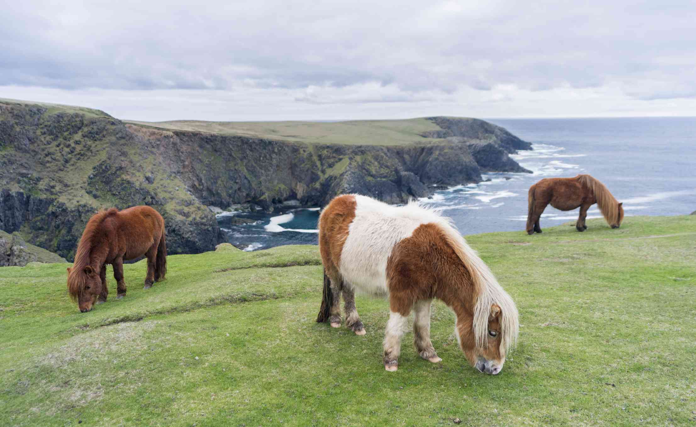 Shetland ponies grazing outside