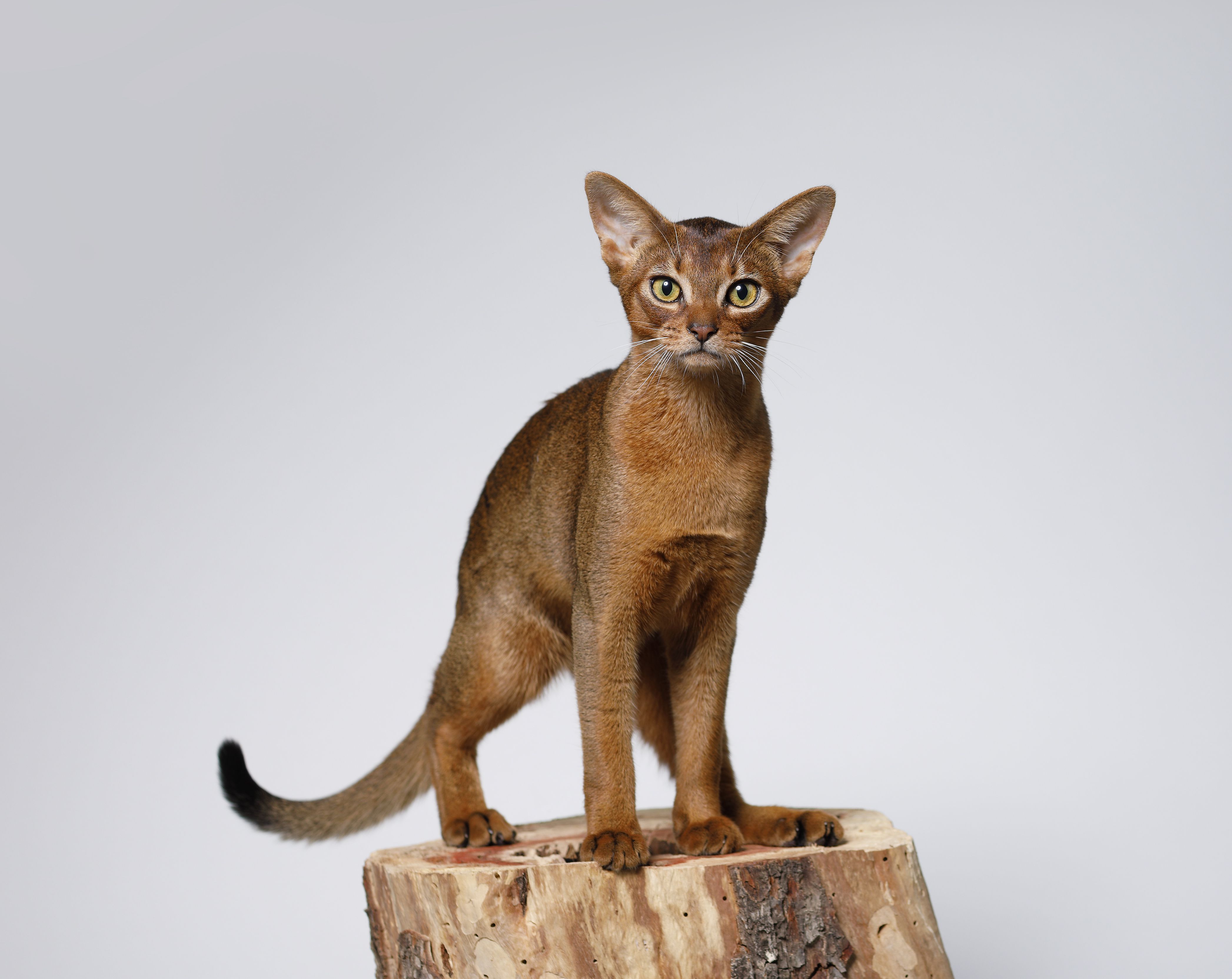 Abyssinian cat standing on a tree stump