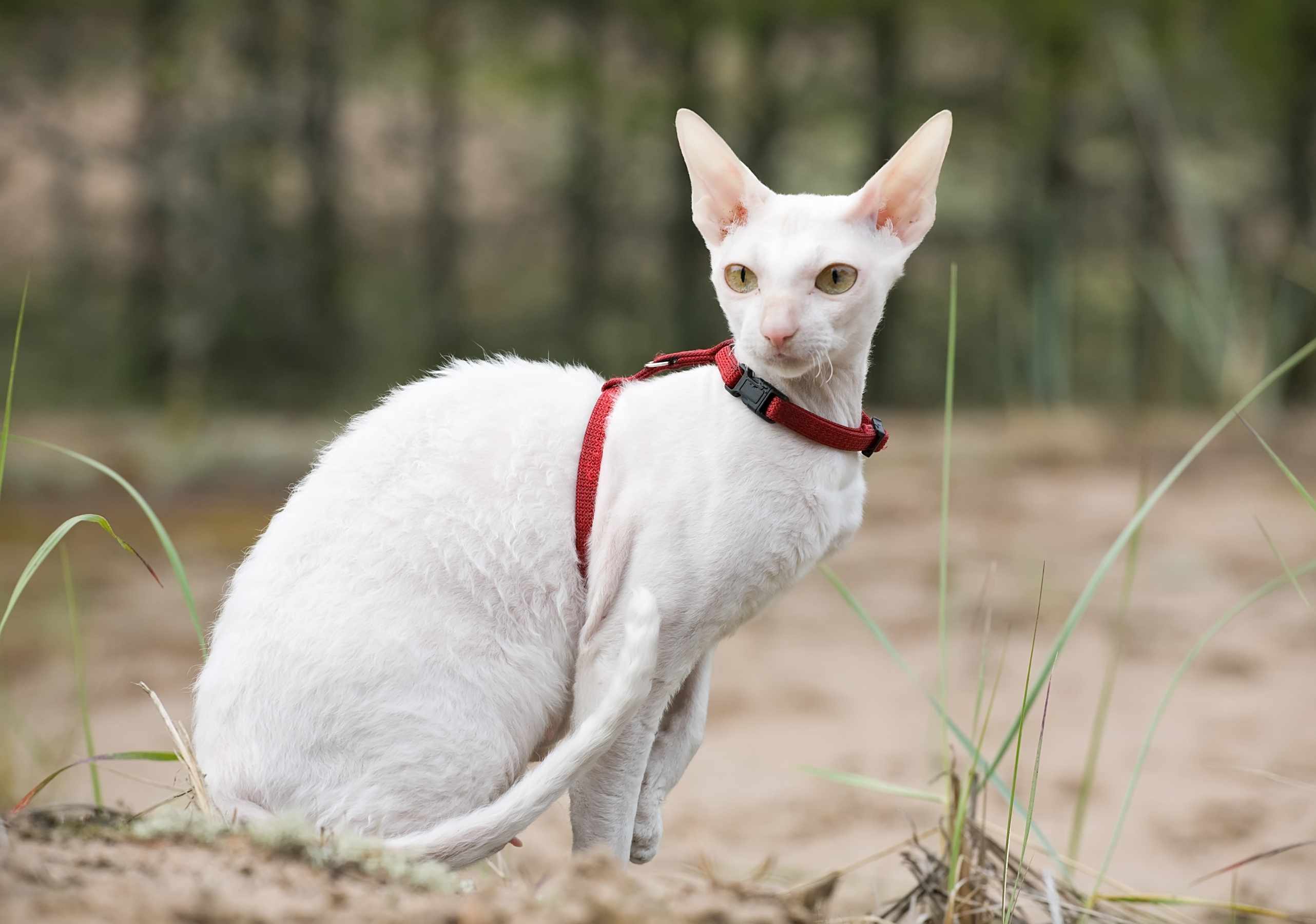 white cornish rex cat wearing a harness