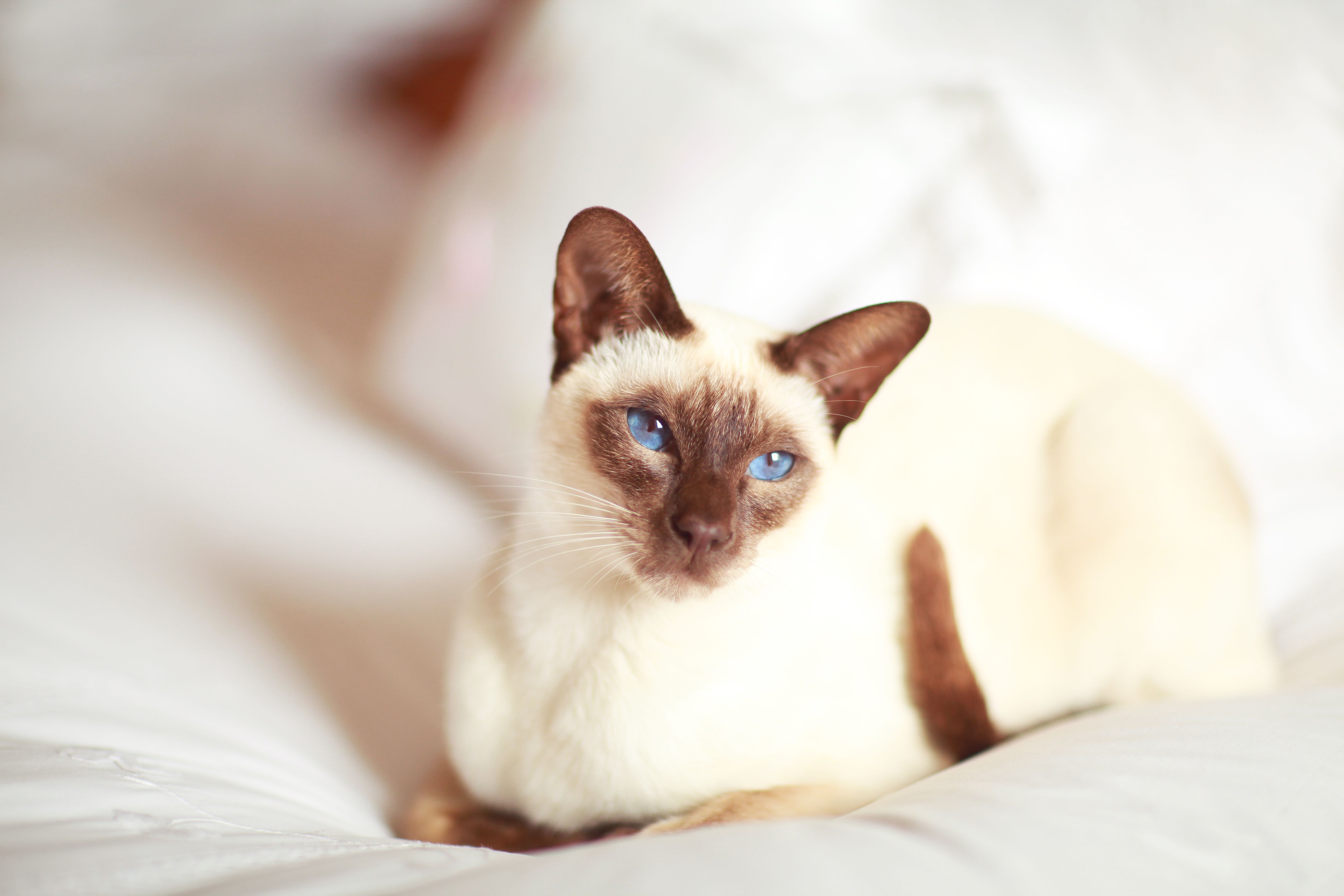 Siamese cat sitting on a bed