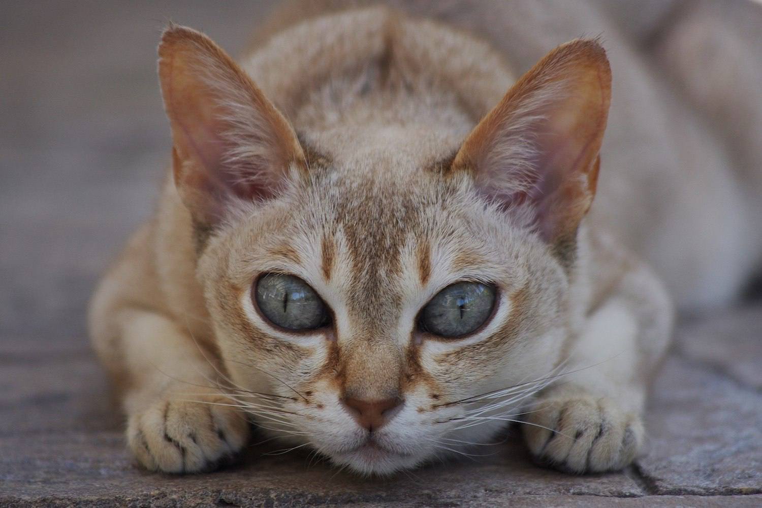singapura cat crouching