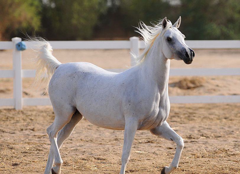 white Arabian horse running