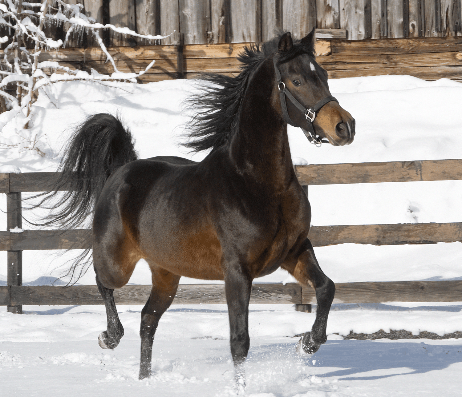 A dark brown Morgan mare trotting through the snow