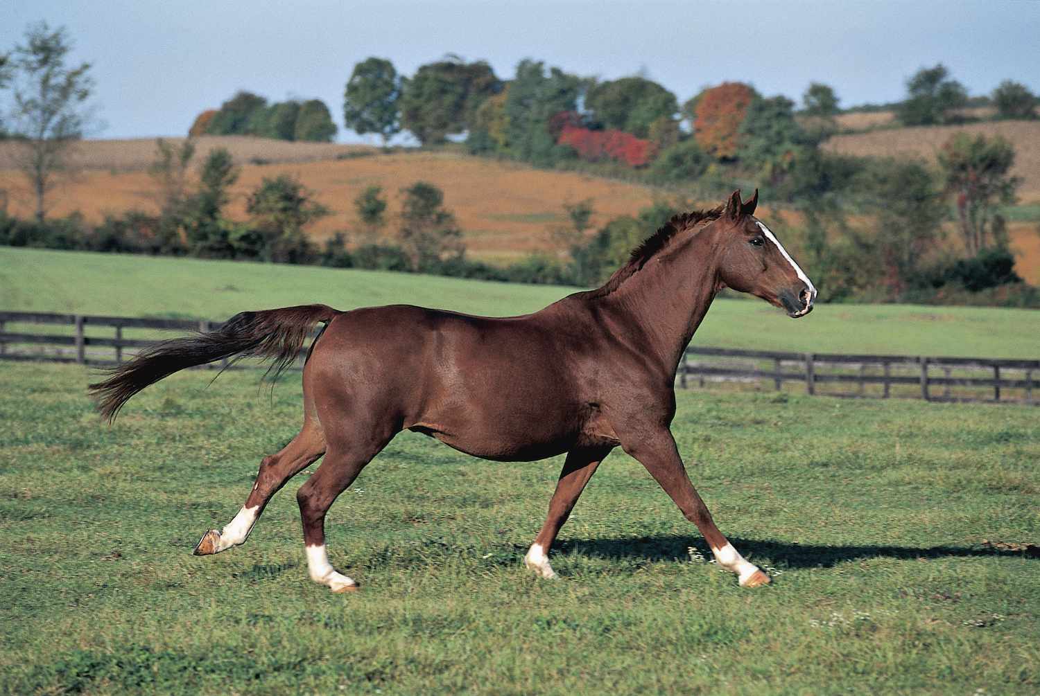 warmblood horse running through a field