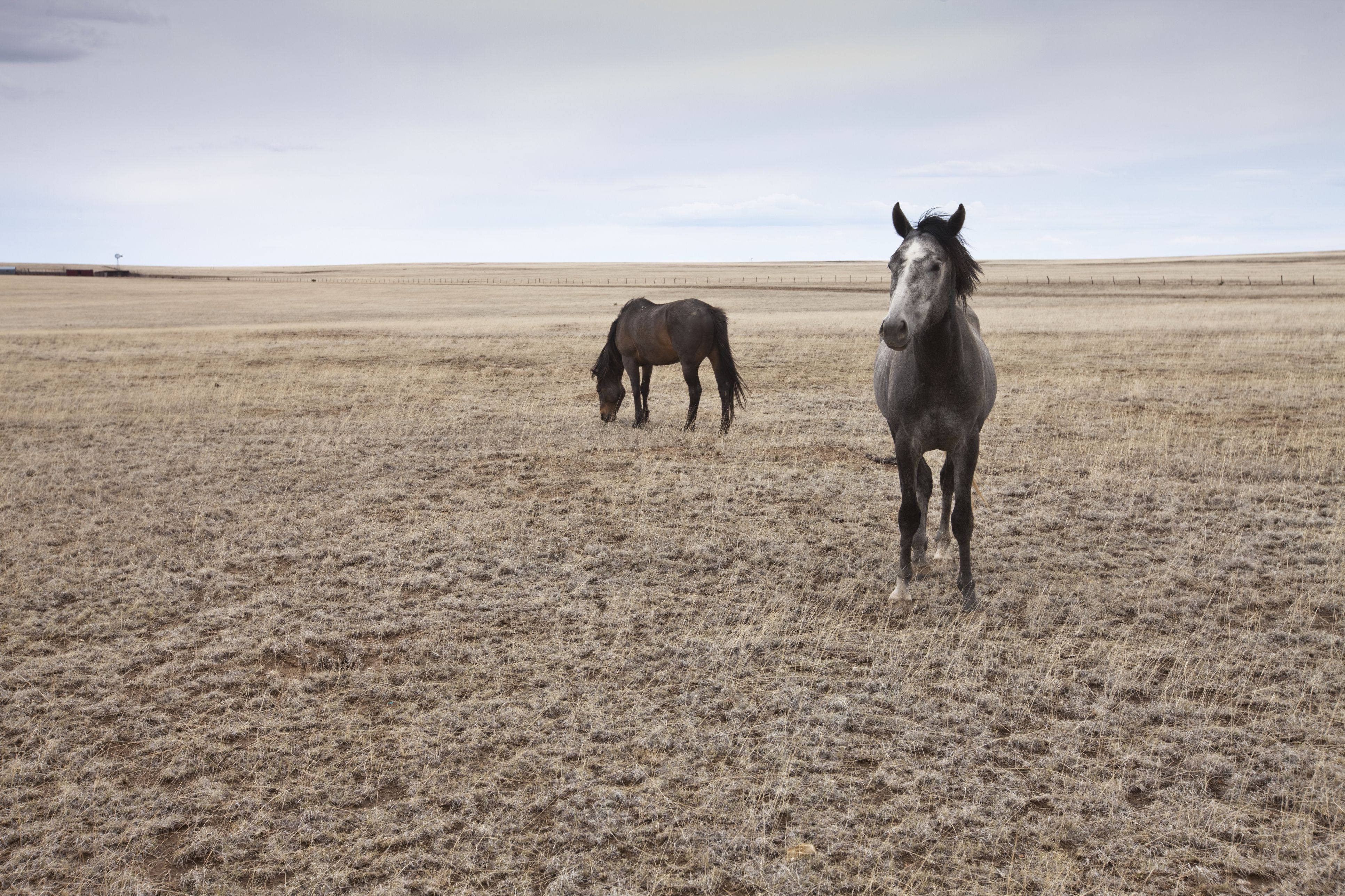 two horses in desert pasture