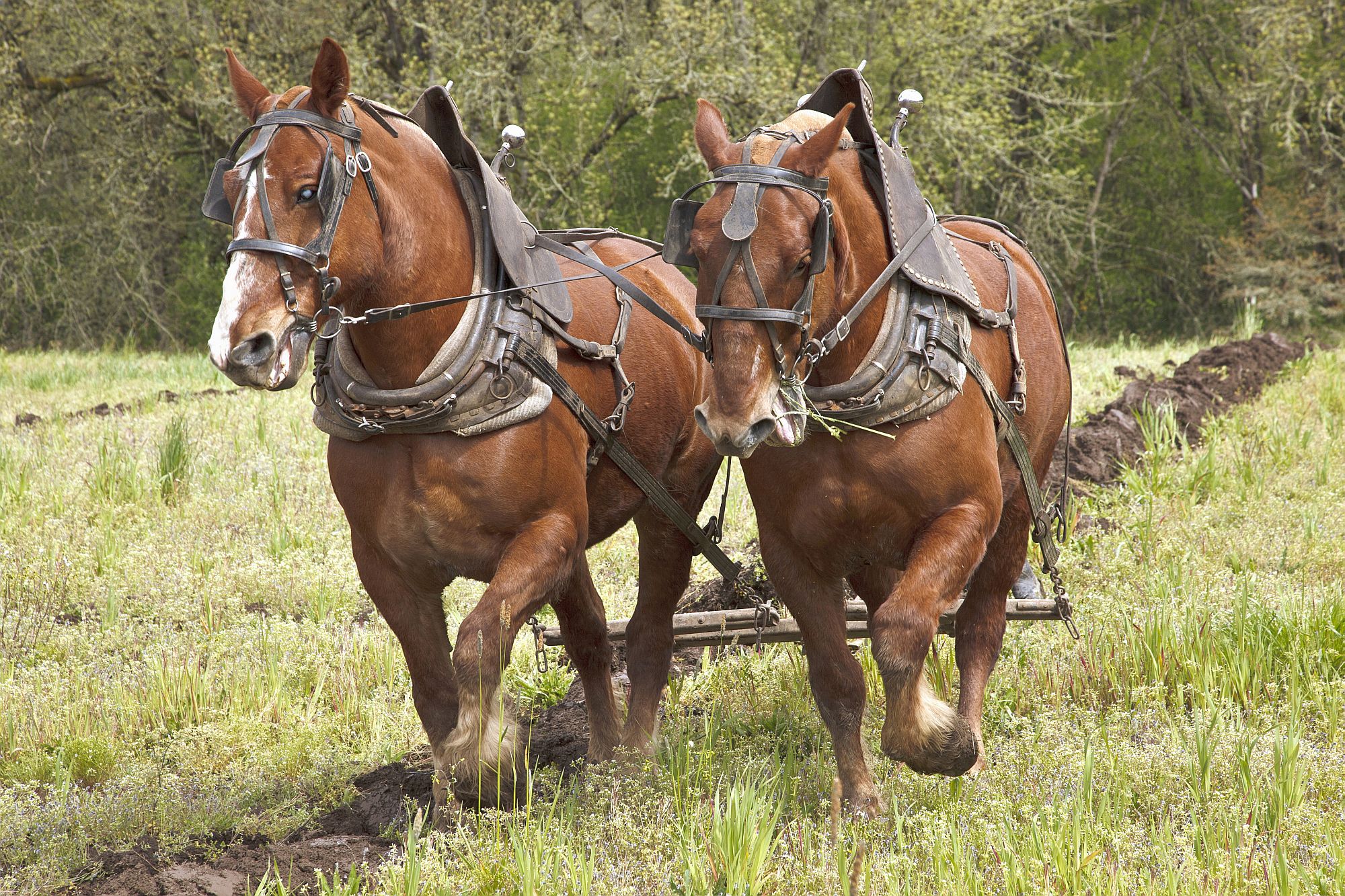 two horses pulling a plough in a field
