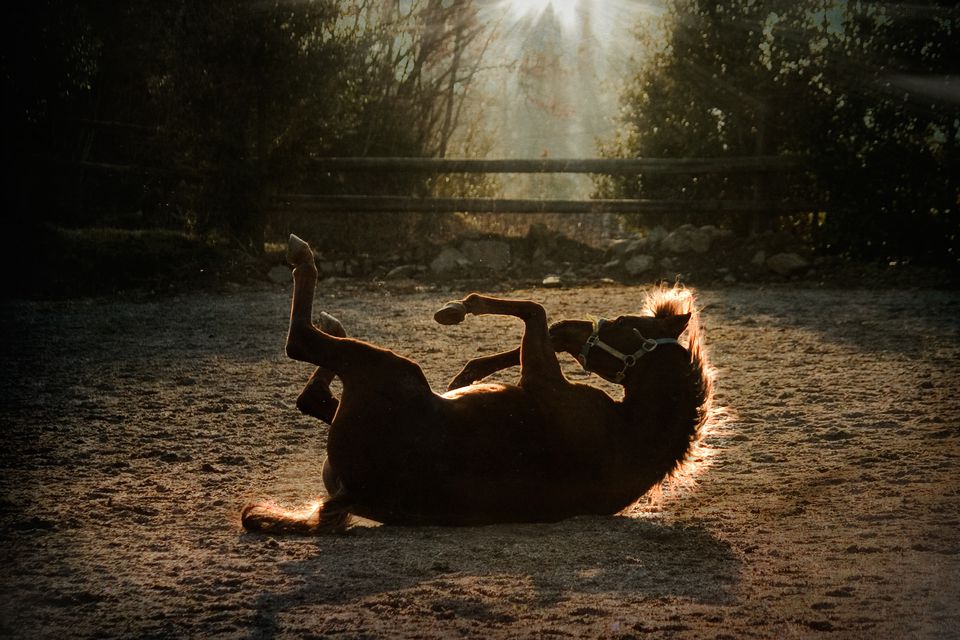 Horse rolling on the ground at the end of the day