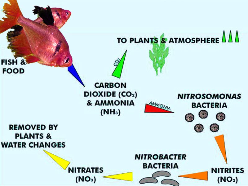 Nitrogen cycle in the aquarium